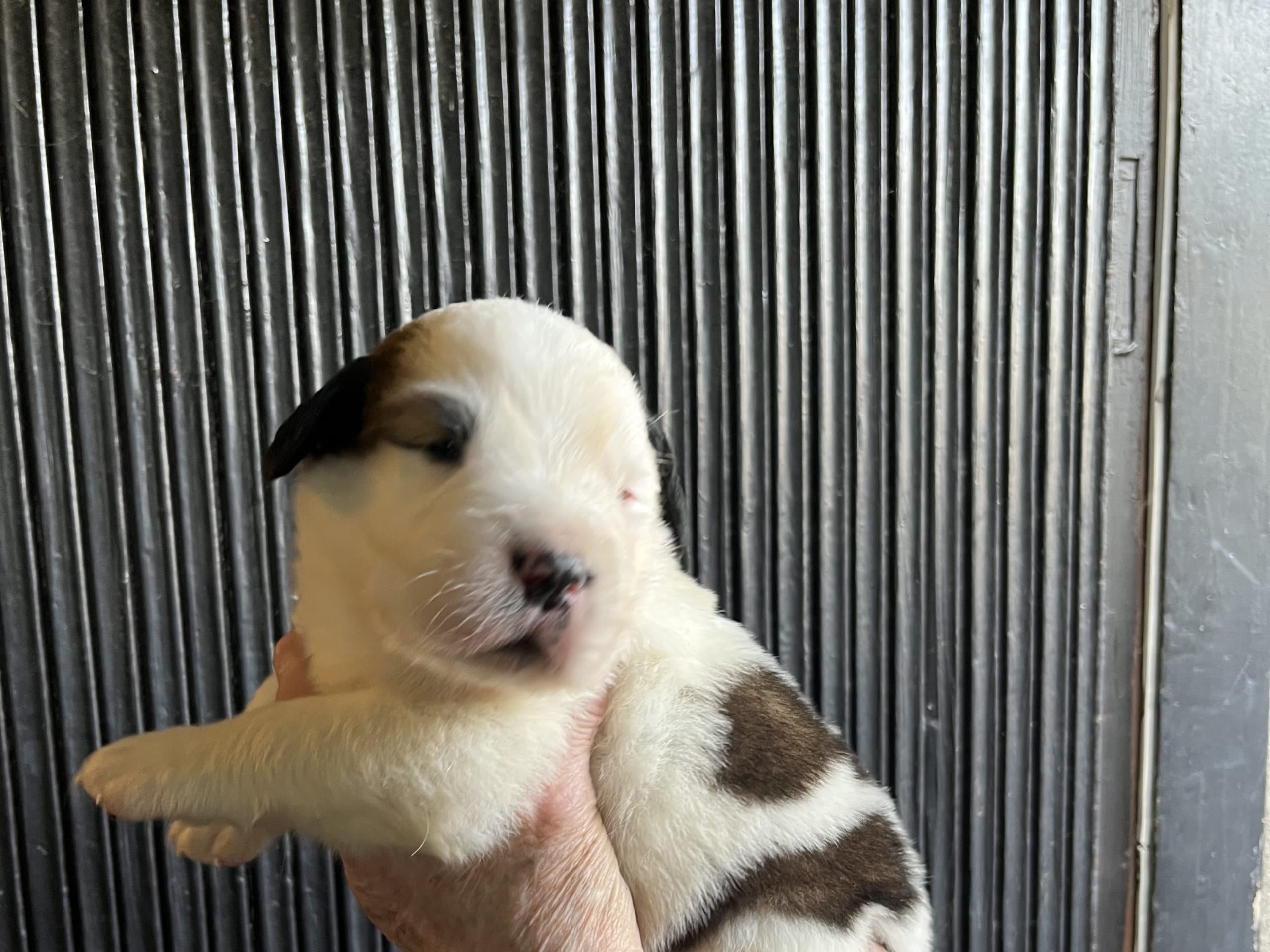 Newfoundland/Landseer/SanktBernard · Malmö · Kristina P.
