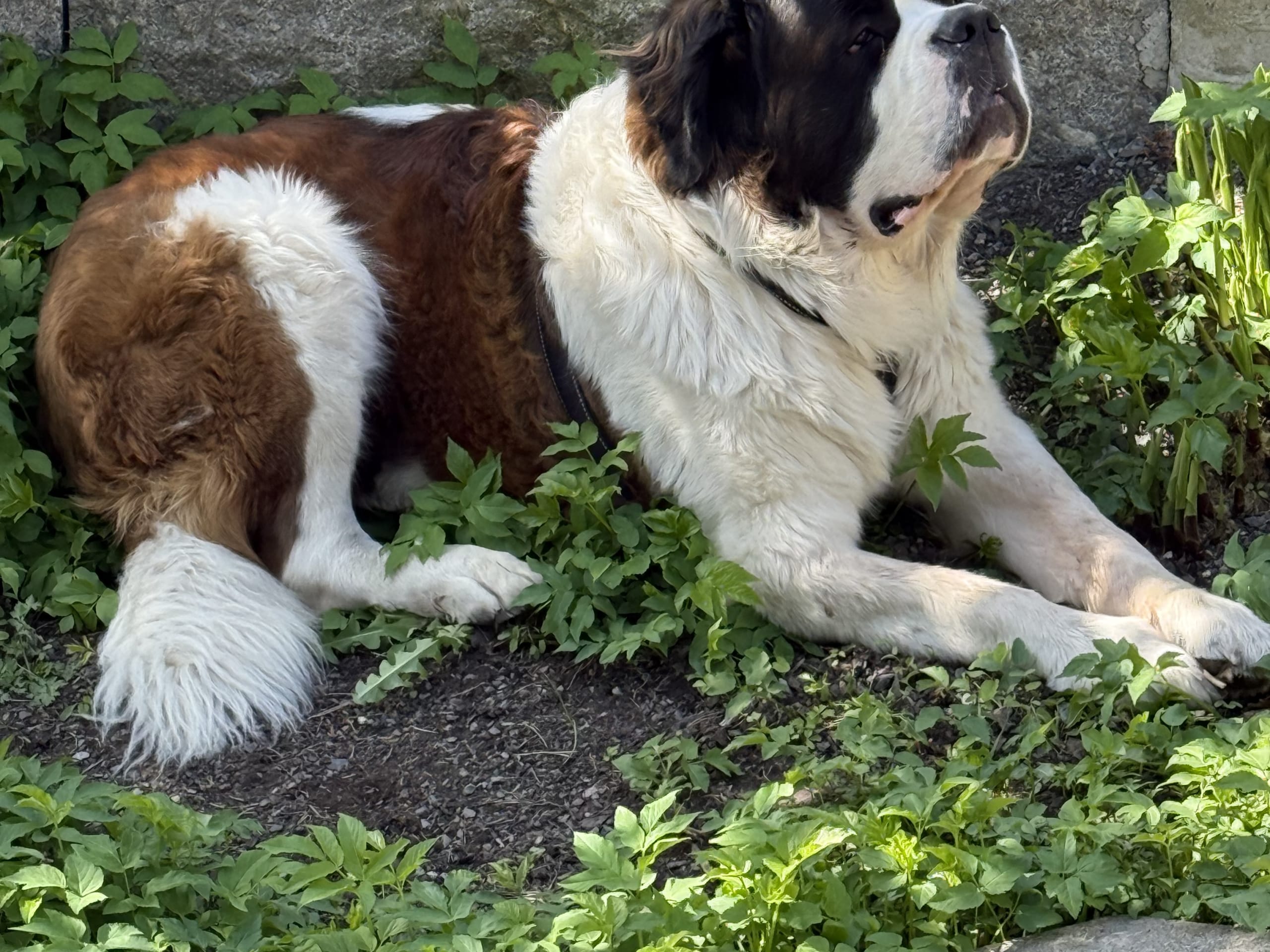 Sankt bernhardshund