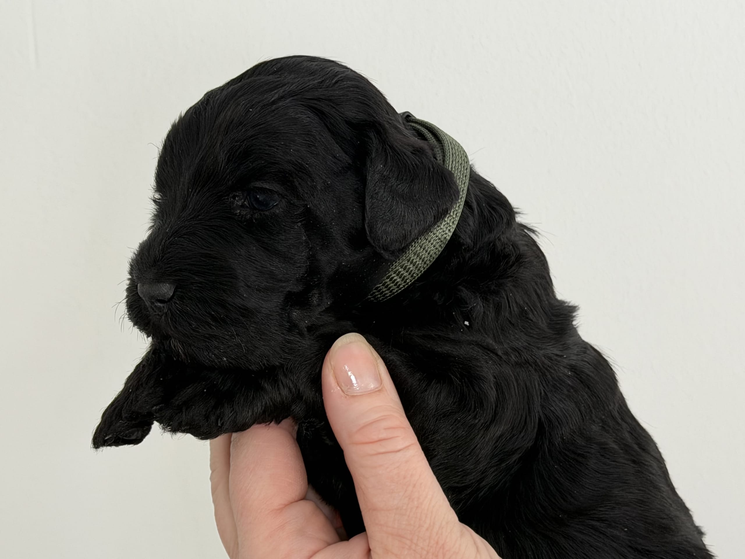 Kerry blue terrier