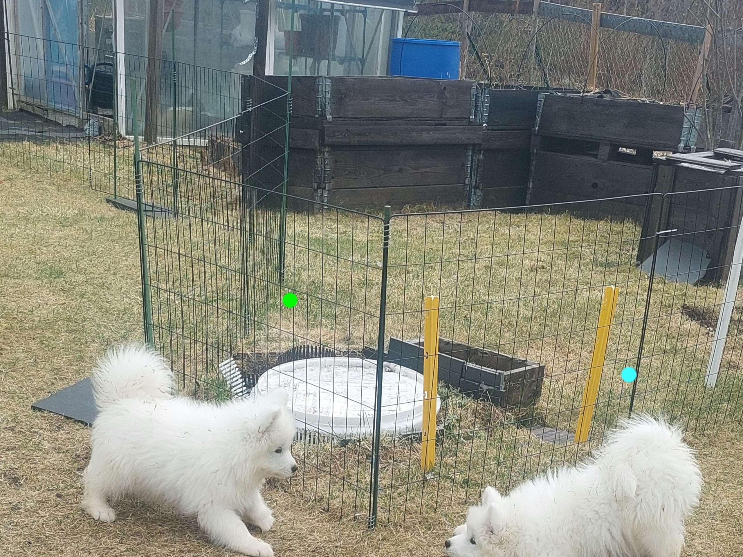 Samojedhund