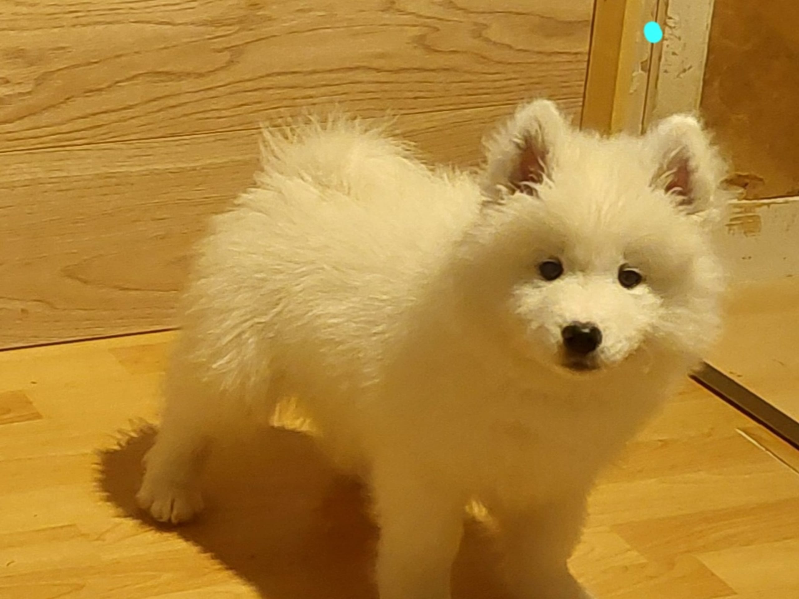Samojedhund · Robertsfors · Polarbjörnen's kennel