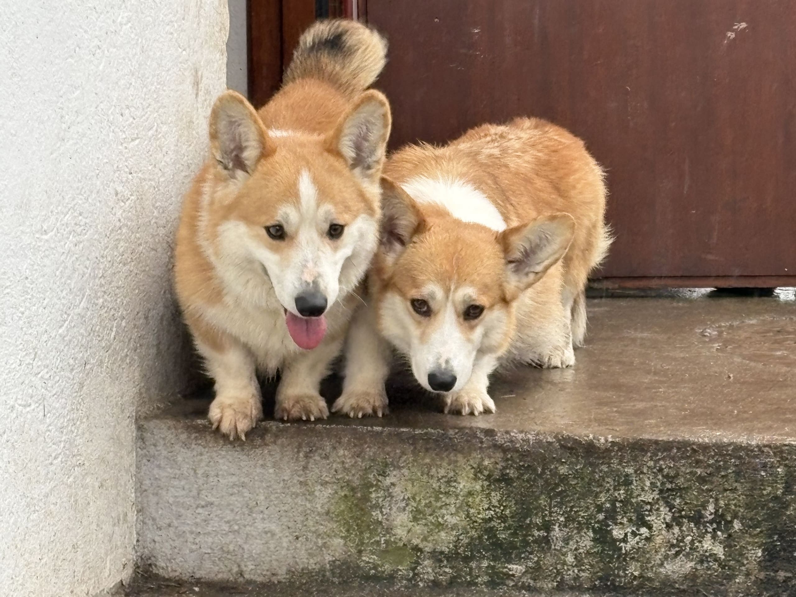 Welsh corgi pembroke