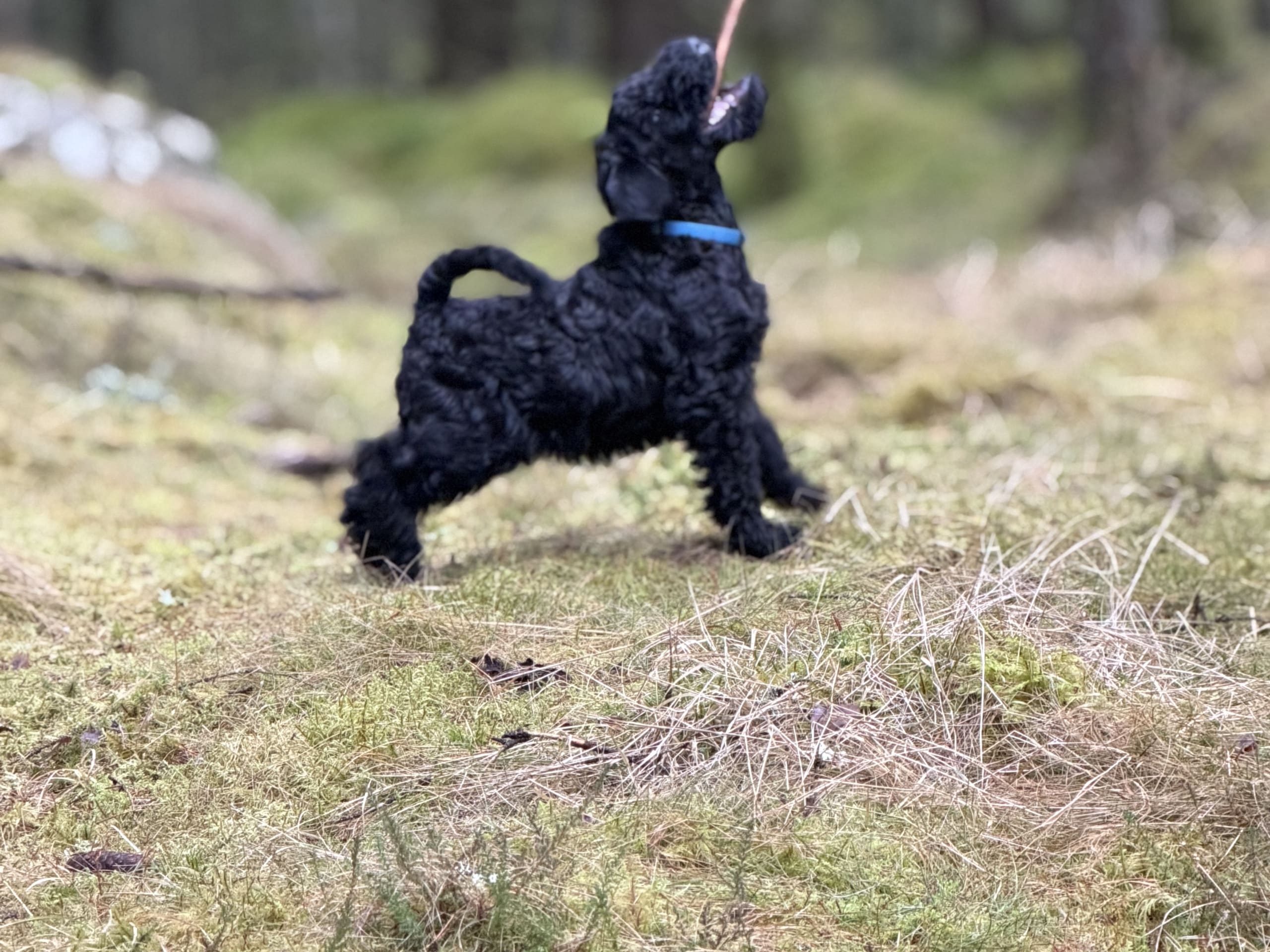 Kerry blue terrier