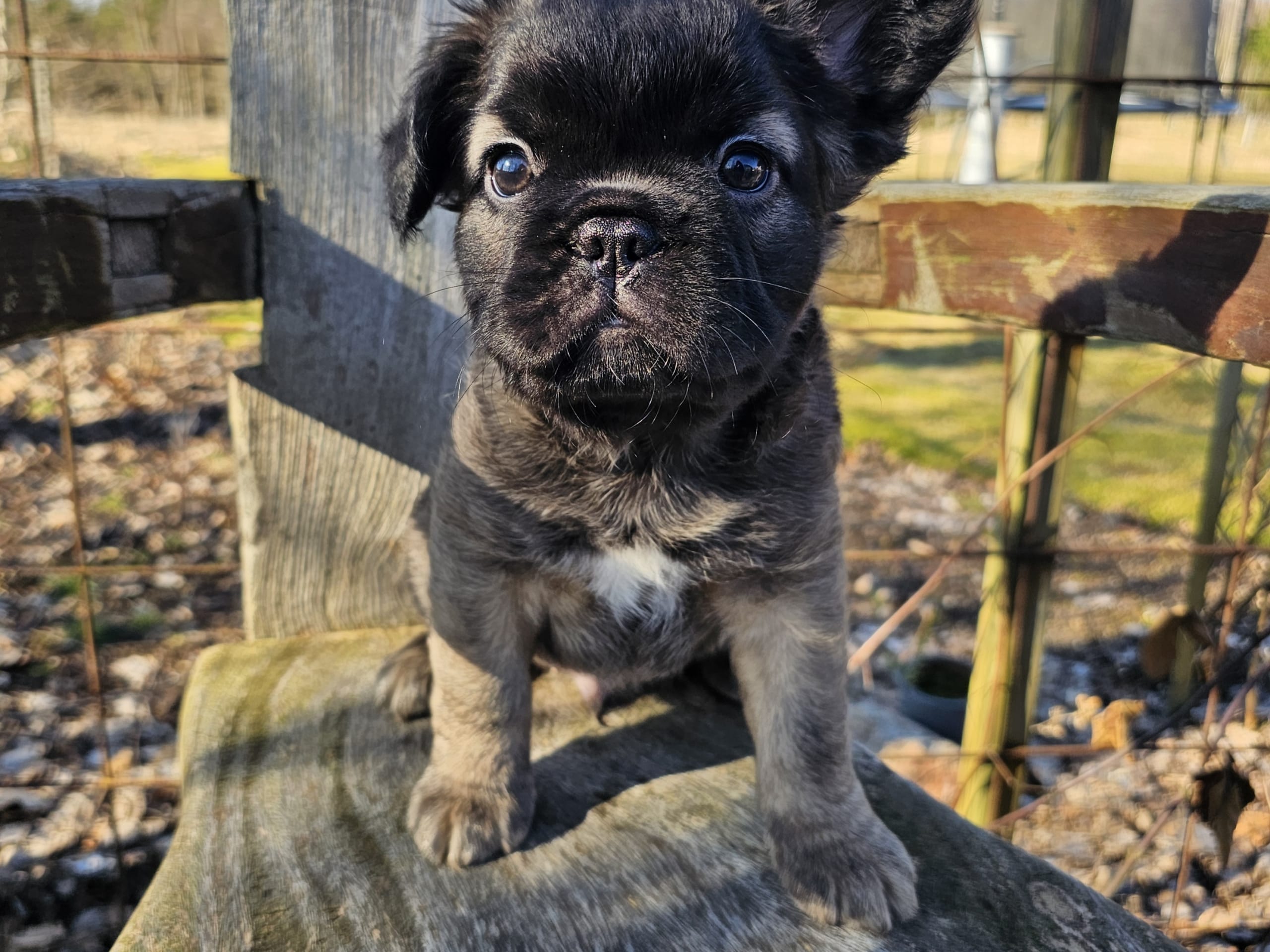 Fransk bulldogg