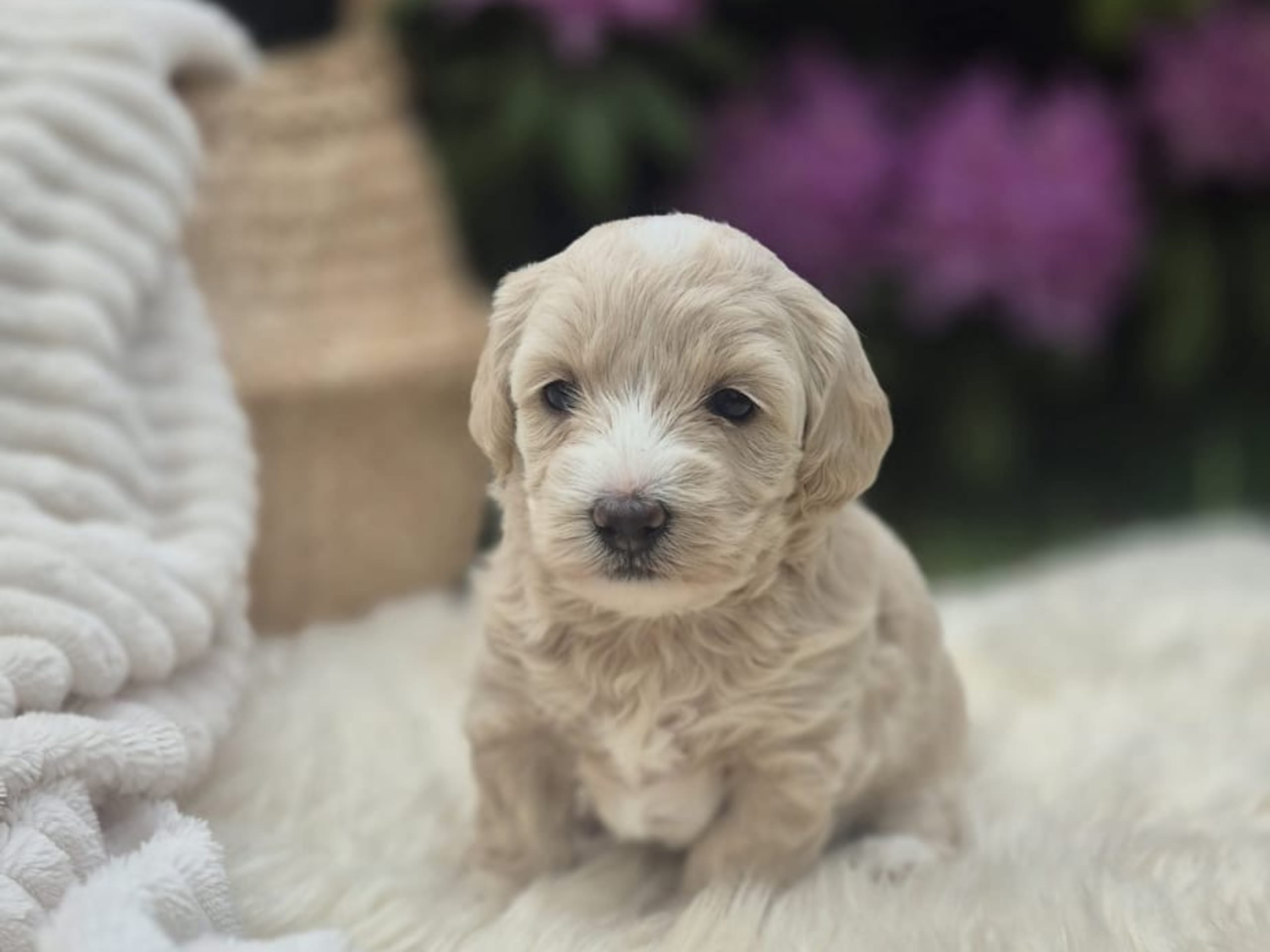 Maltipoo · Åstorp · John C.
