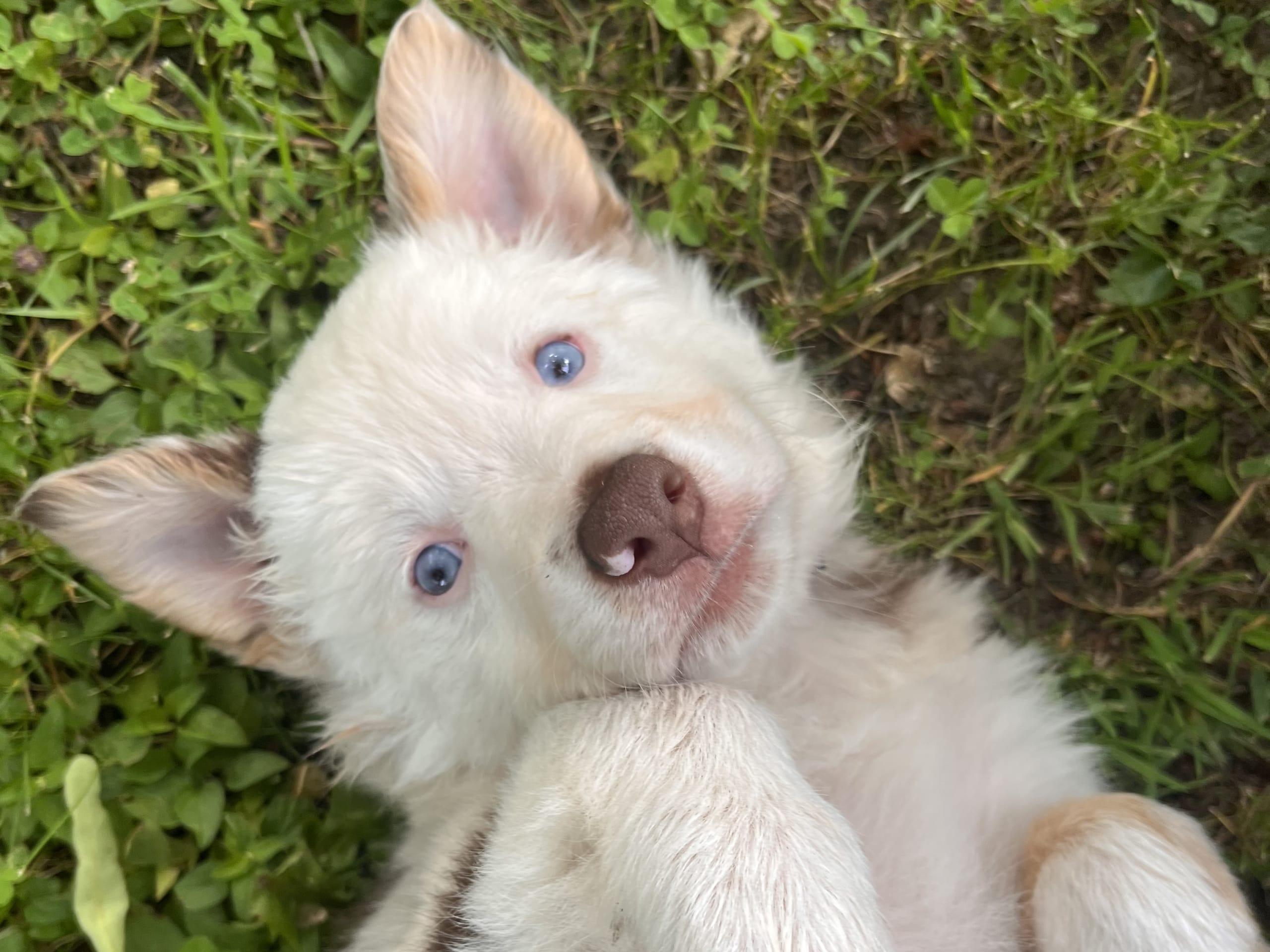 Border collie/ Australien shepard · Tierp · Anna K.