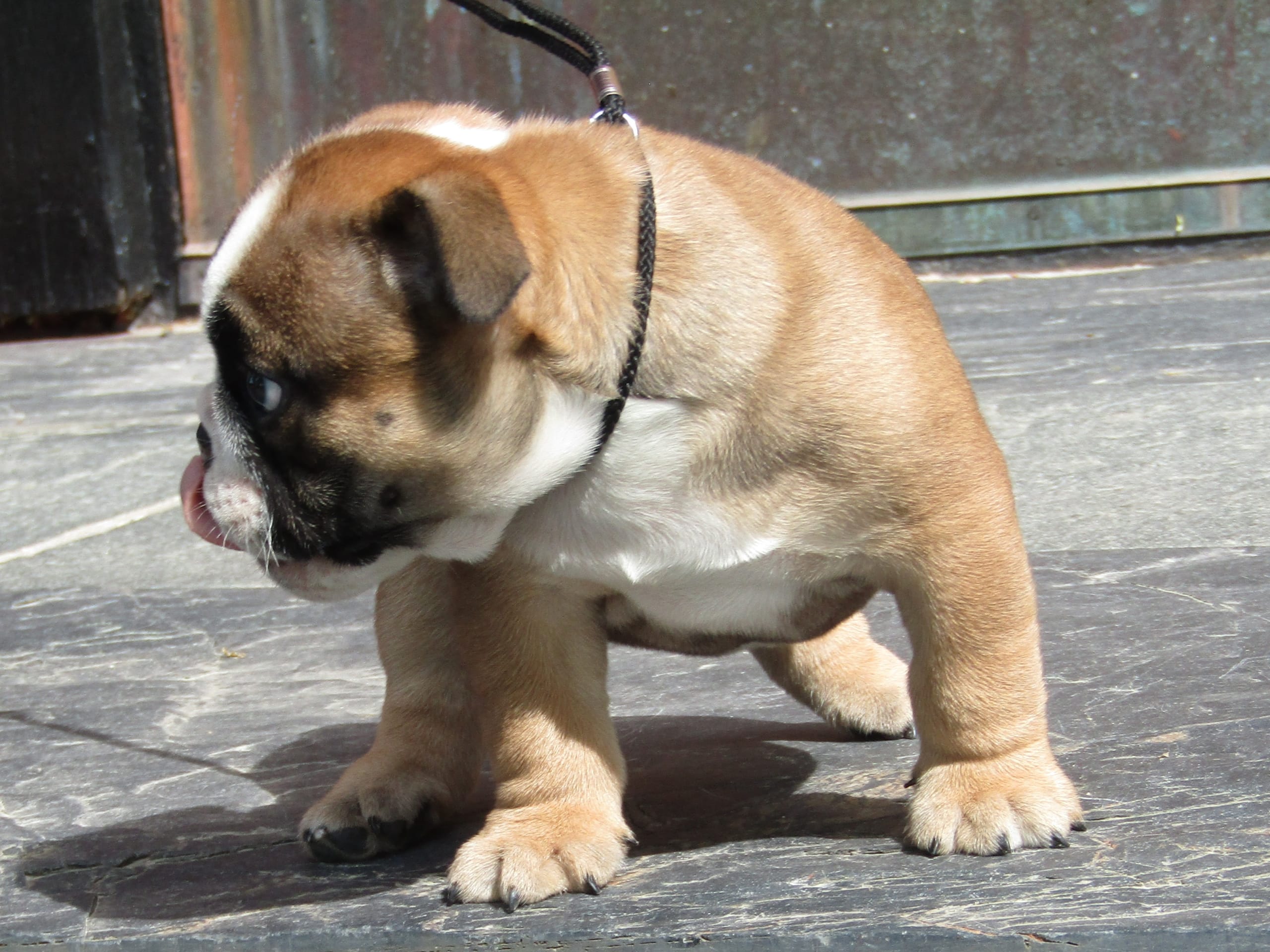 English Bulldog
