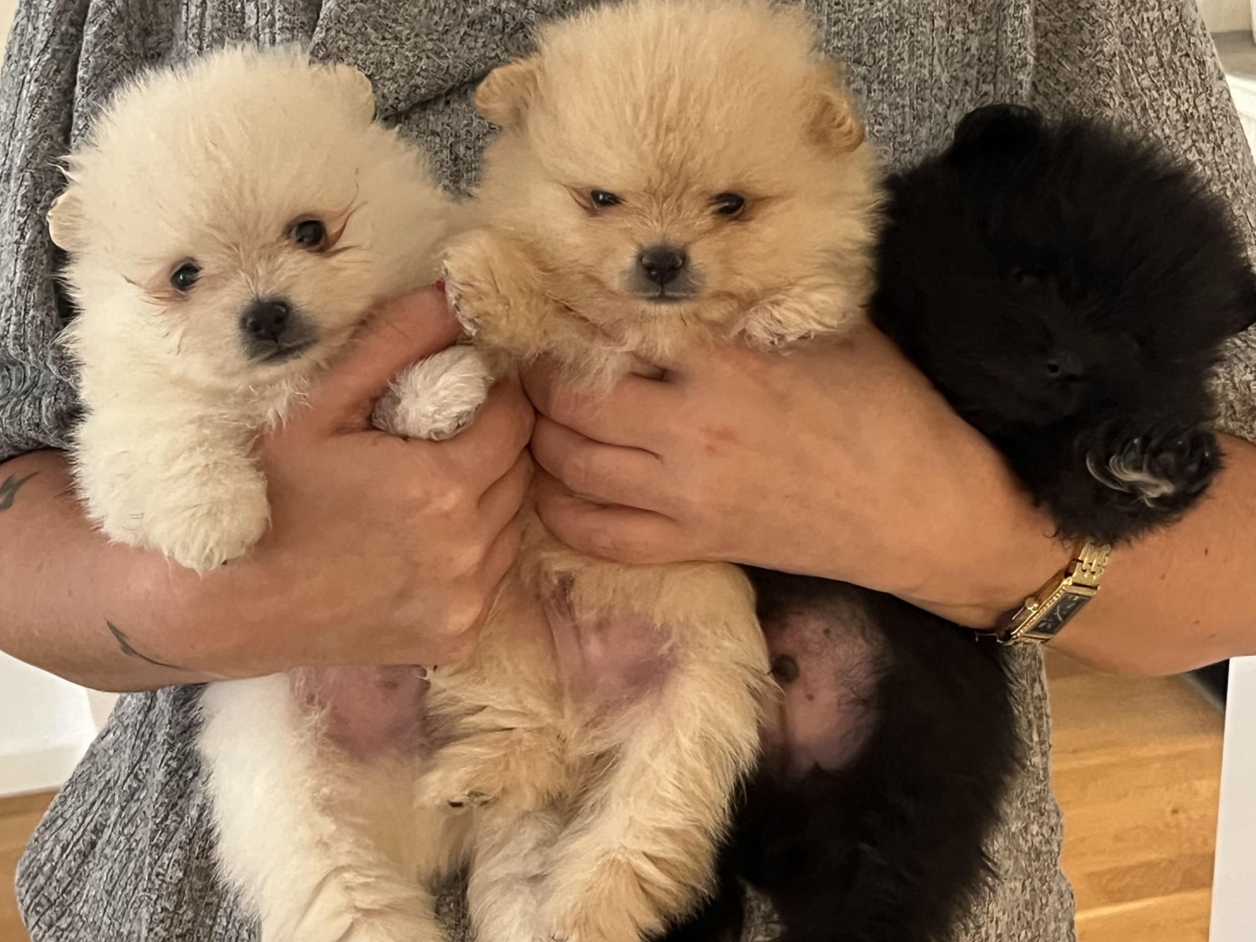 Pomeranian · Västerås · Therese L.