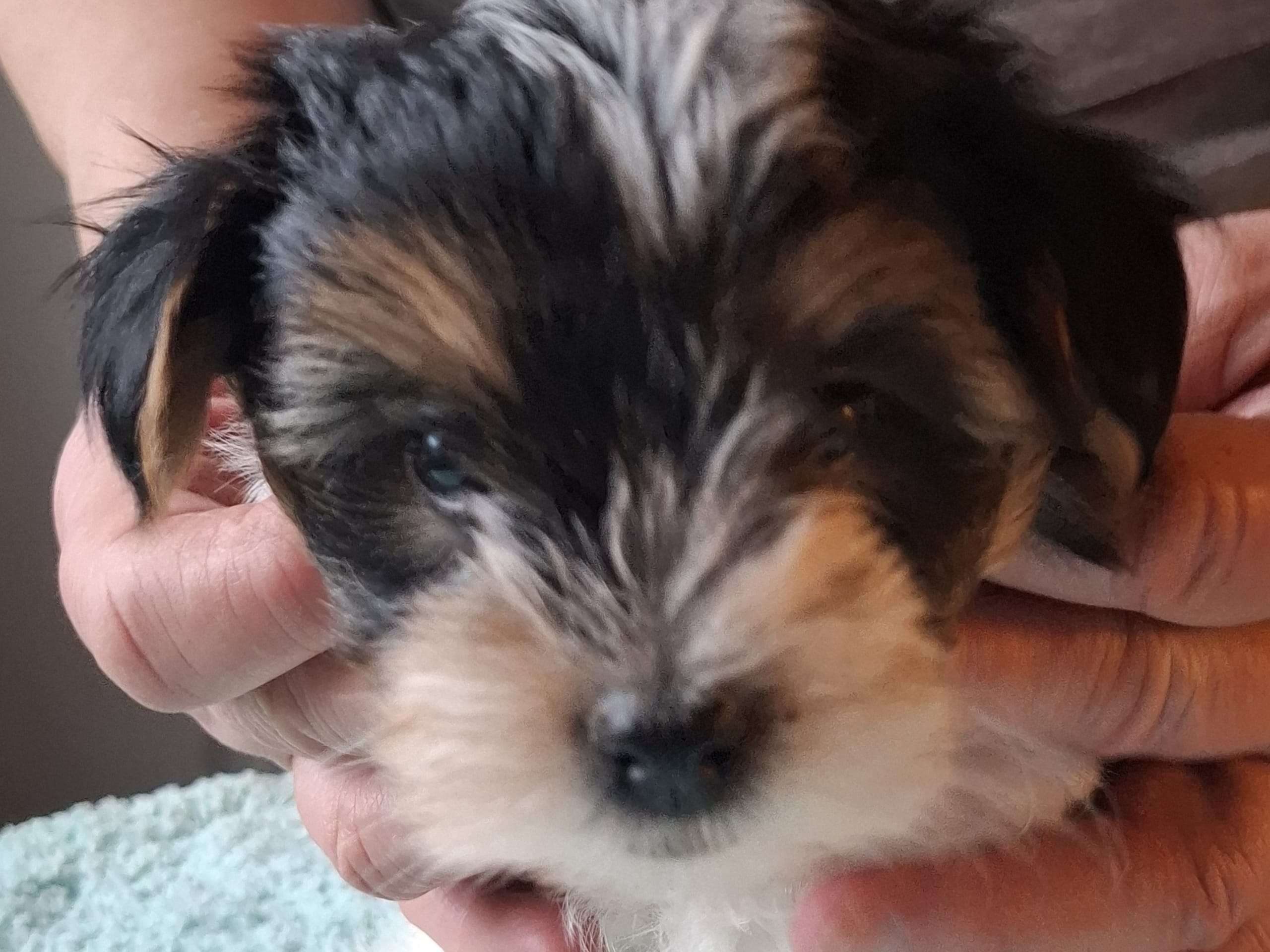 Biewer terrier