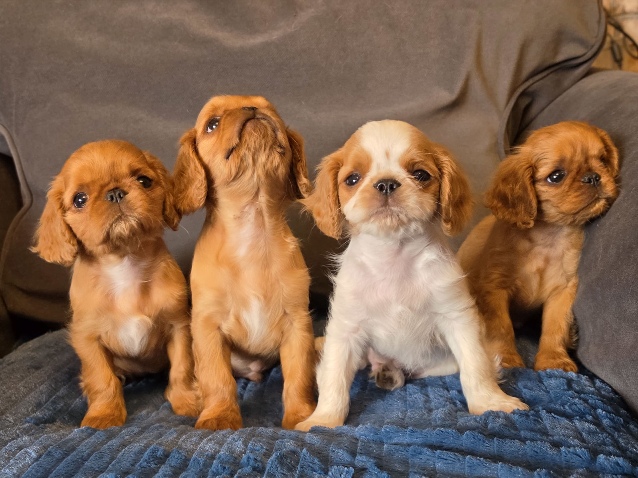King charles spaniel · Halmstad · Fleur de Charlies