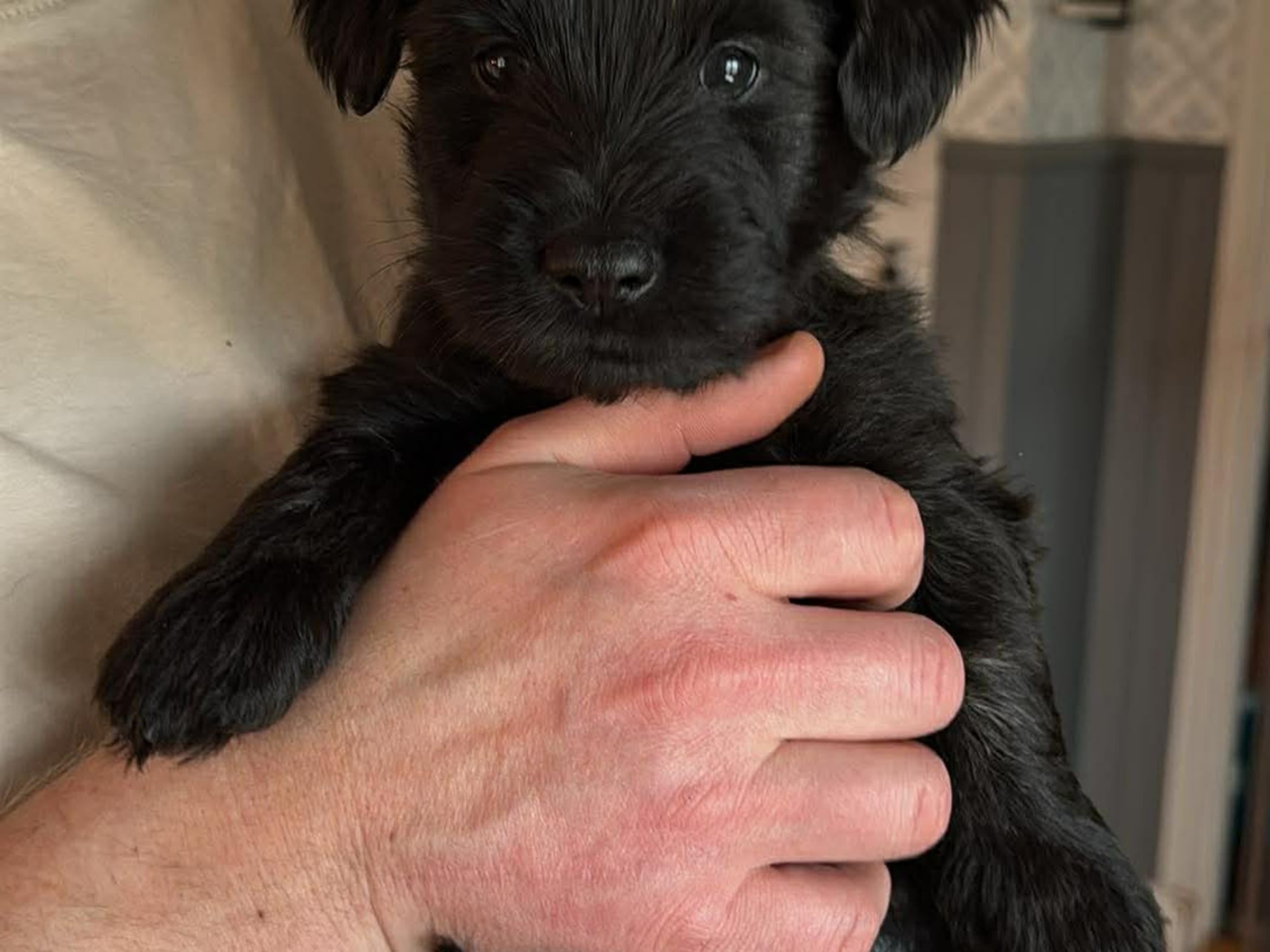 Skyeterrier