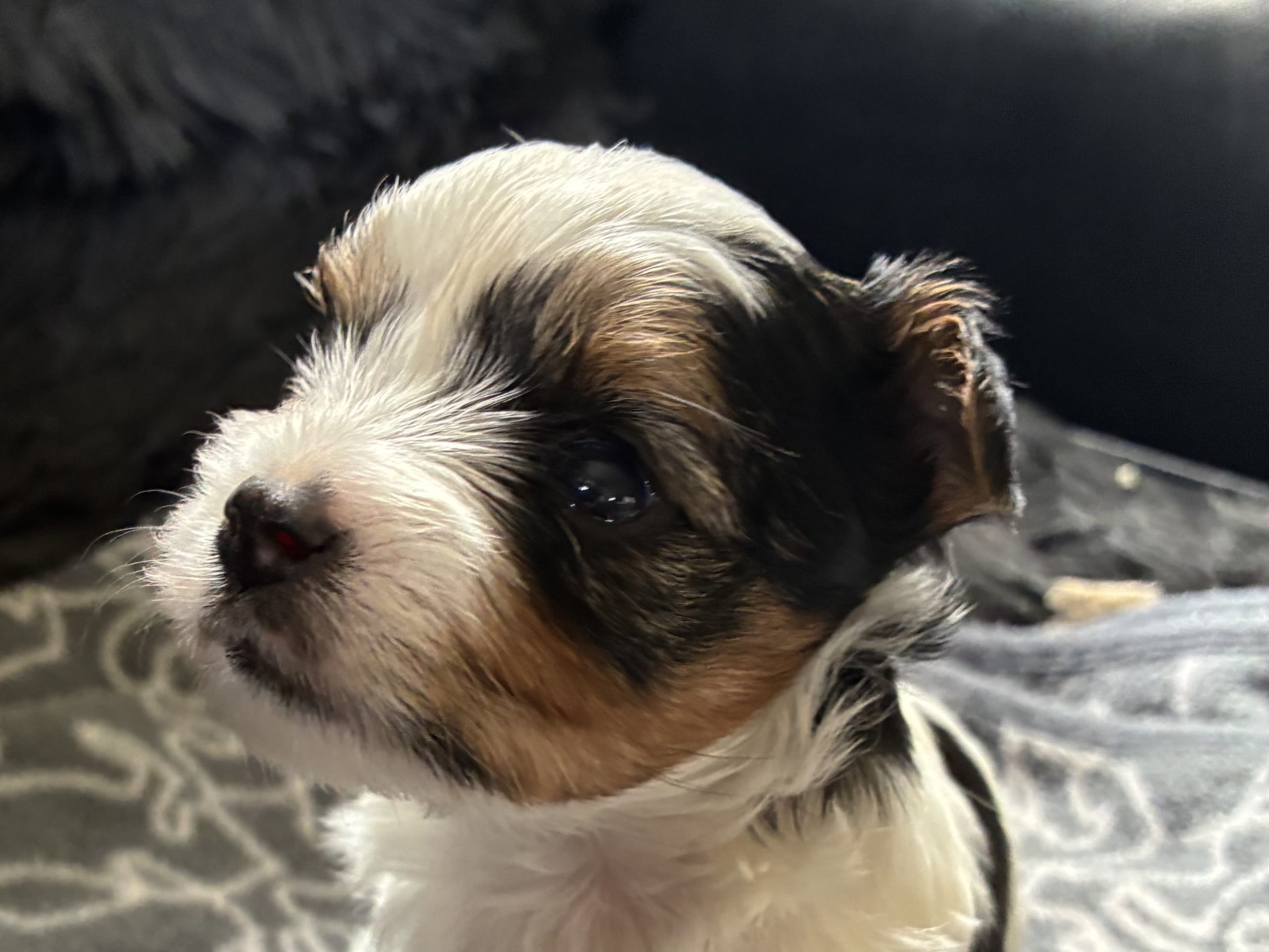 Biewer Terrier · ängelholm · Caterina T.