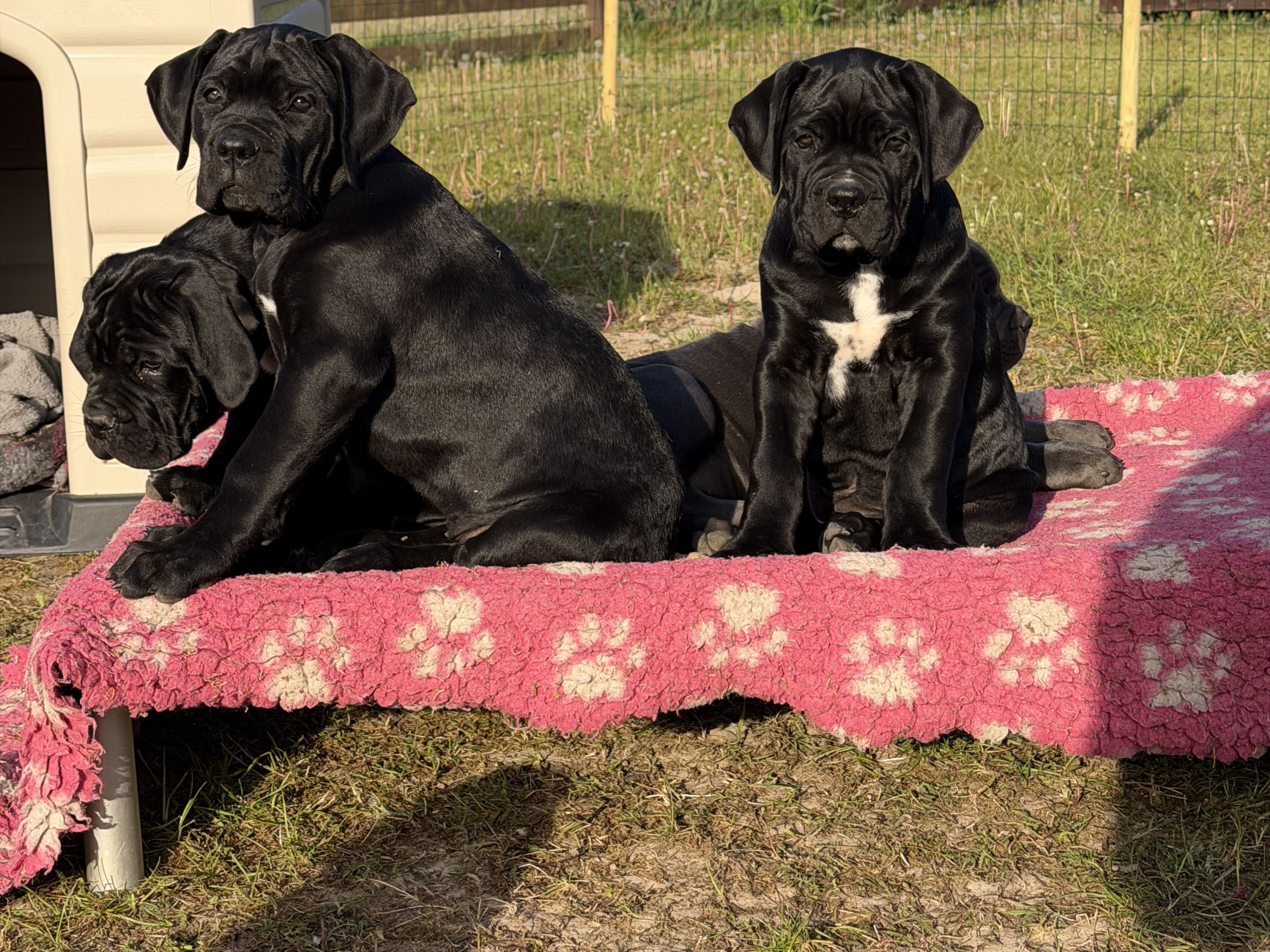 Cane corso