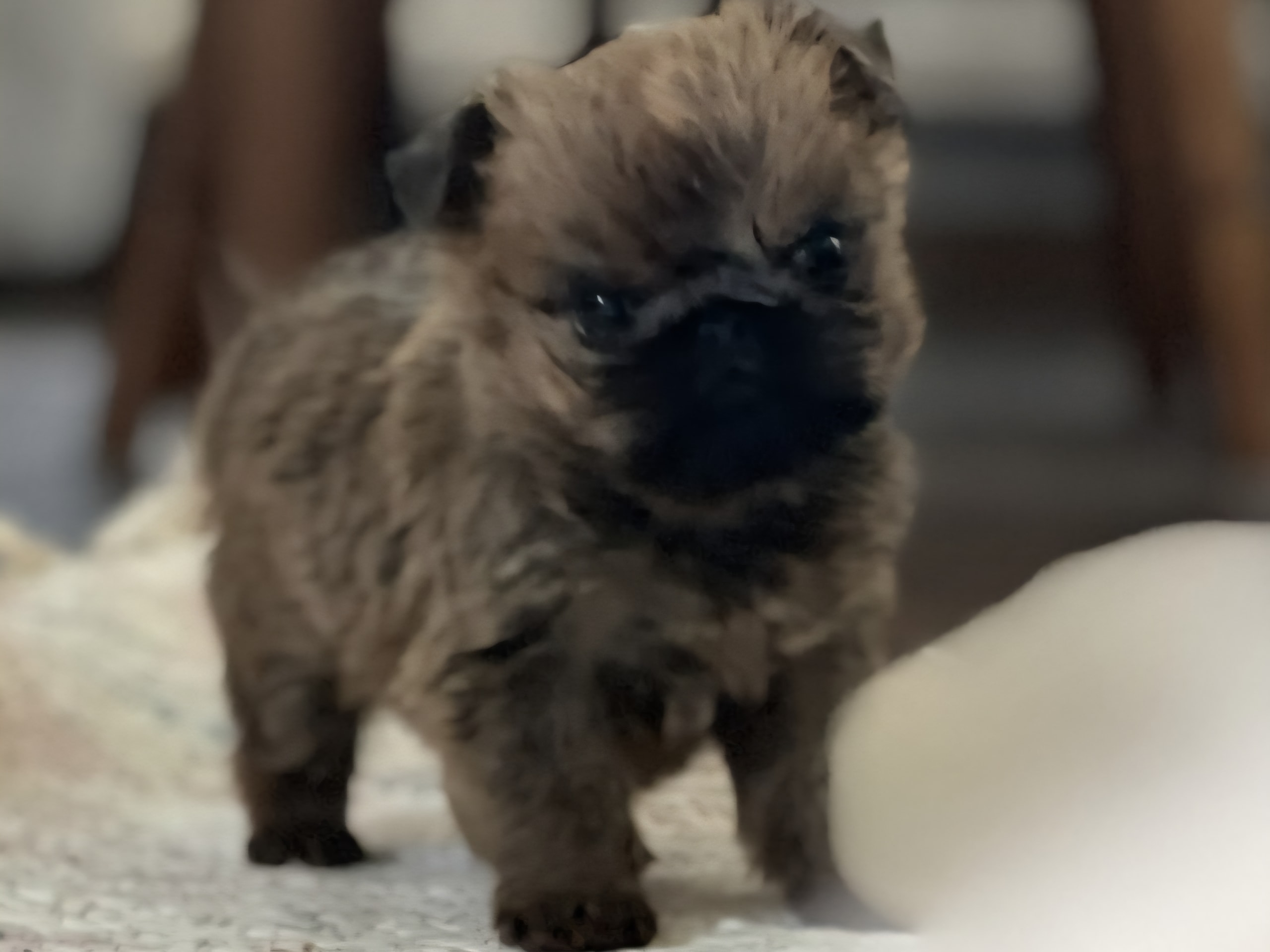 Griffon bruxellois