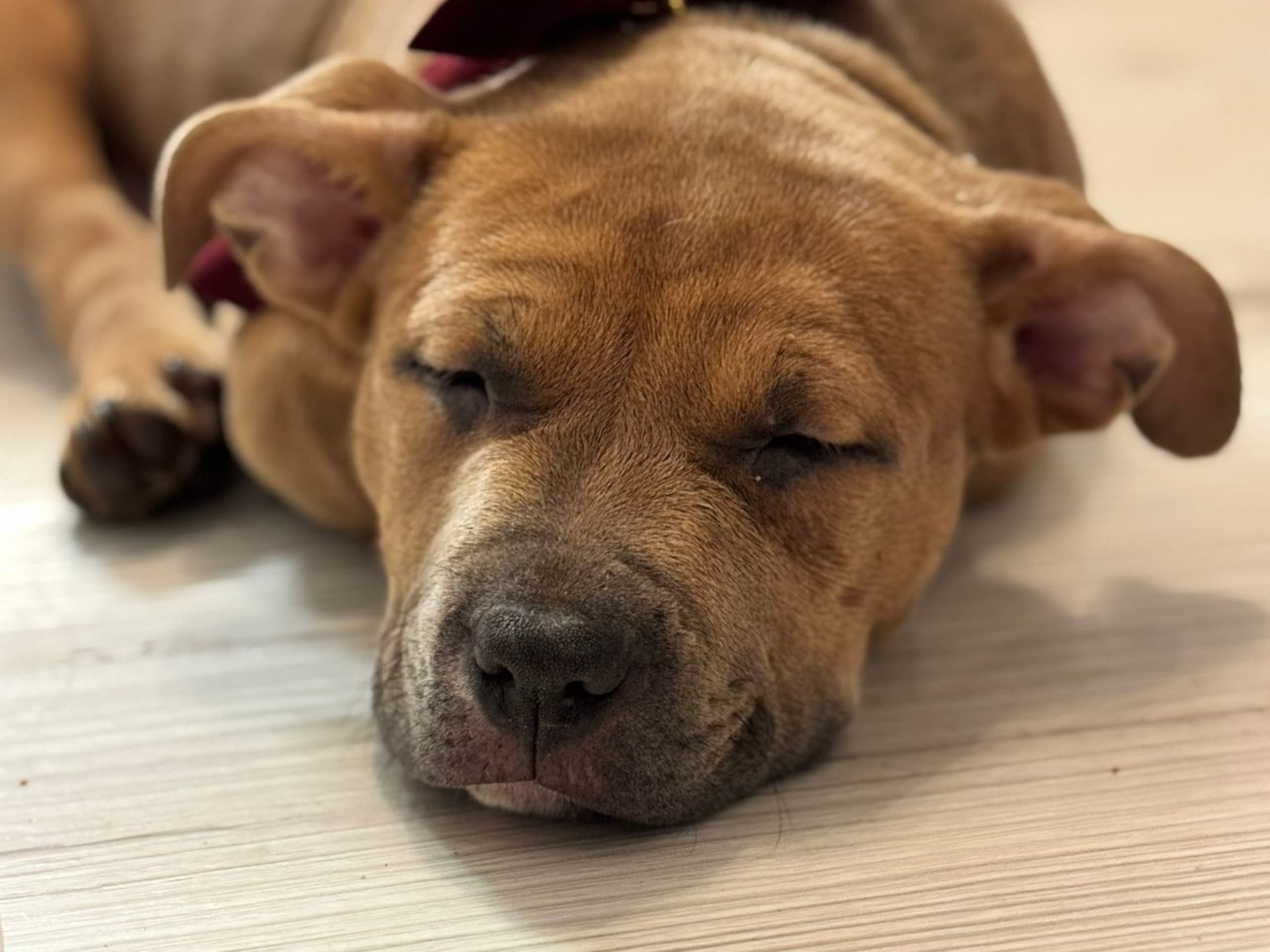 American bully