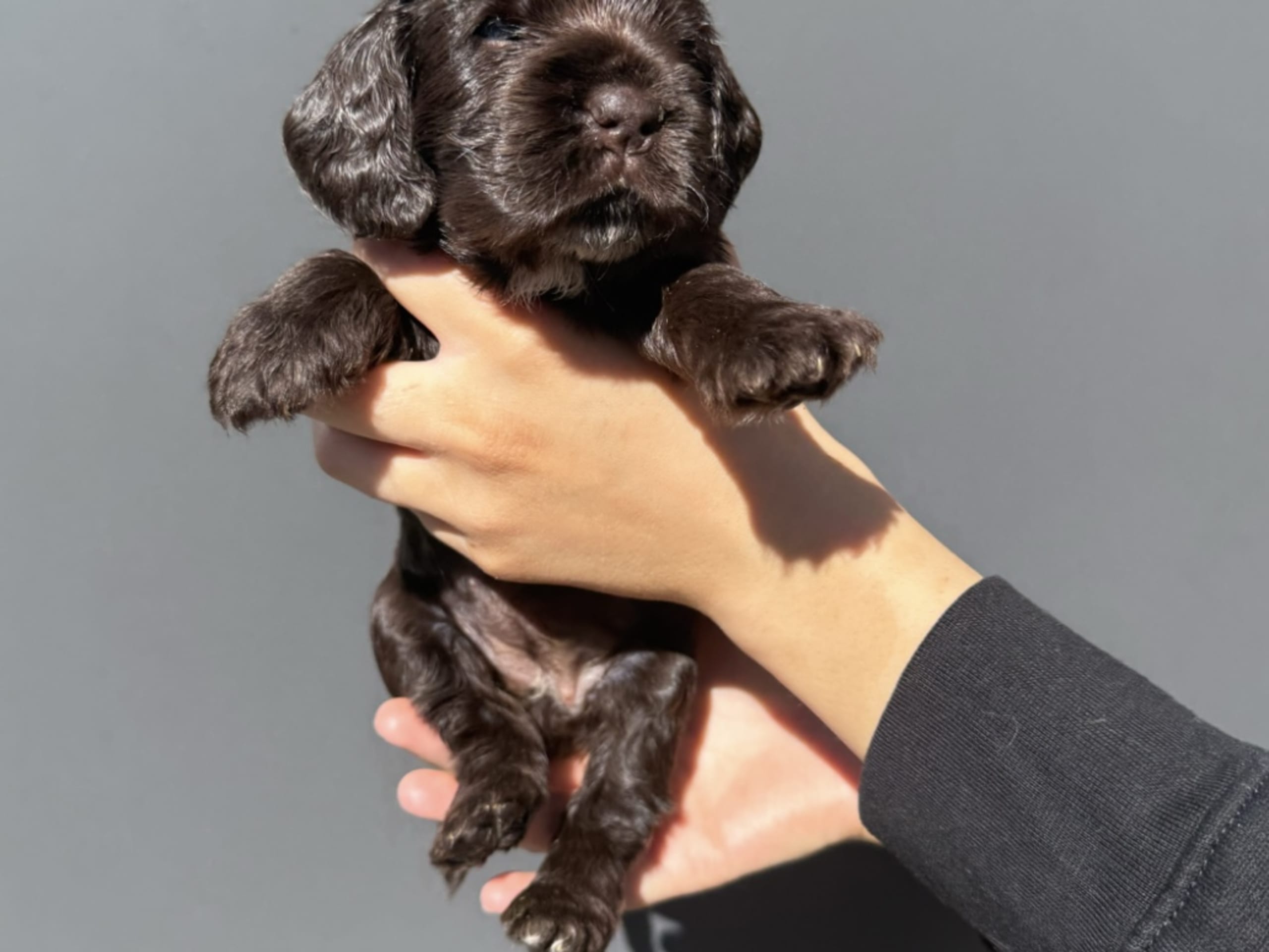 Cocker spaniel · Helsingborg · Sofie F.