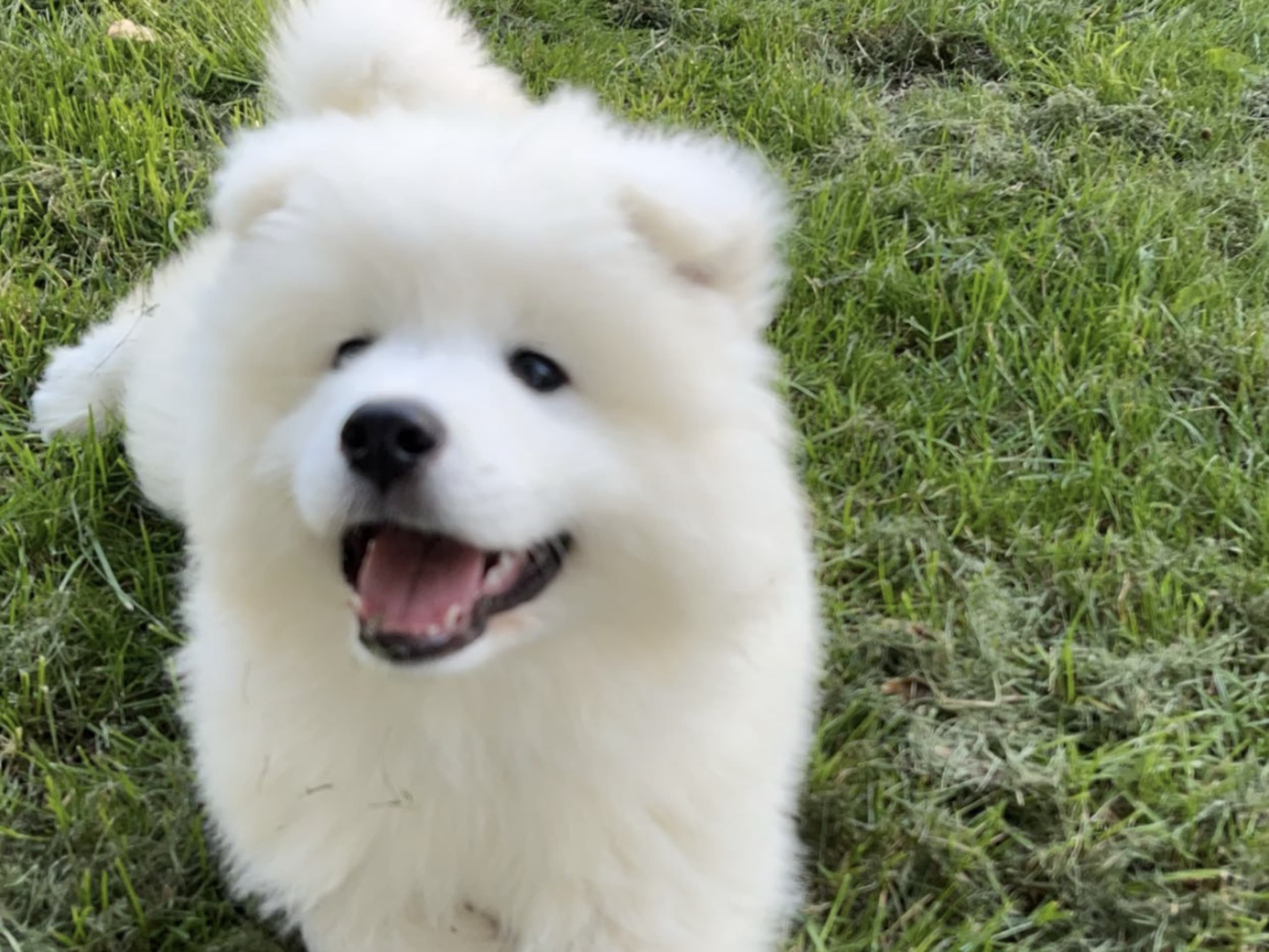 Samojedhund