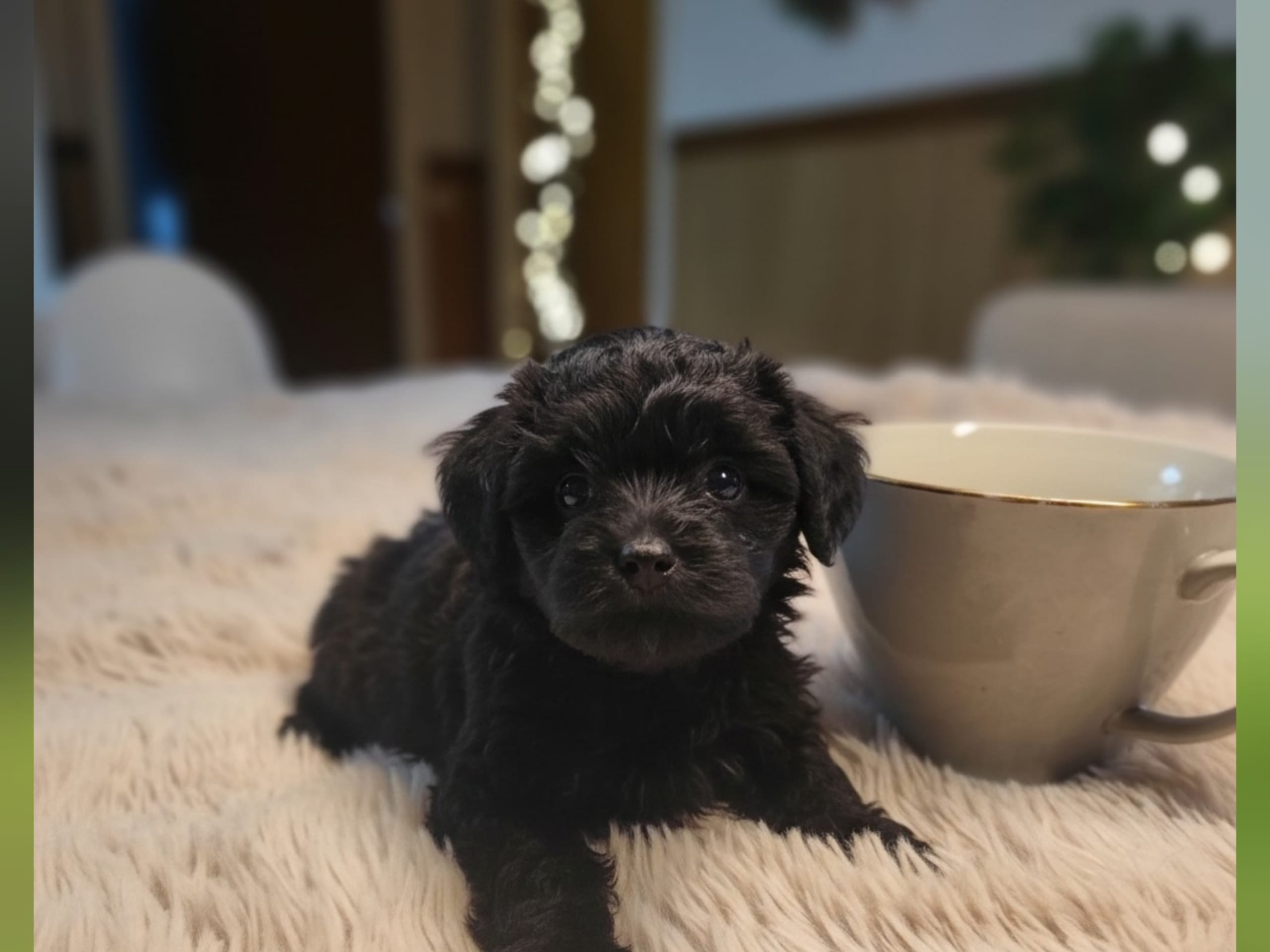 Maltipoo · Långås · Snöflingans maltipoo