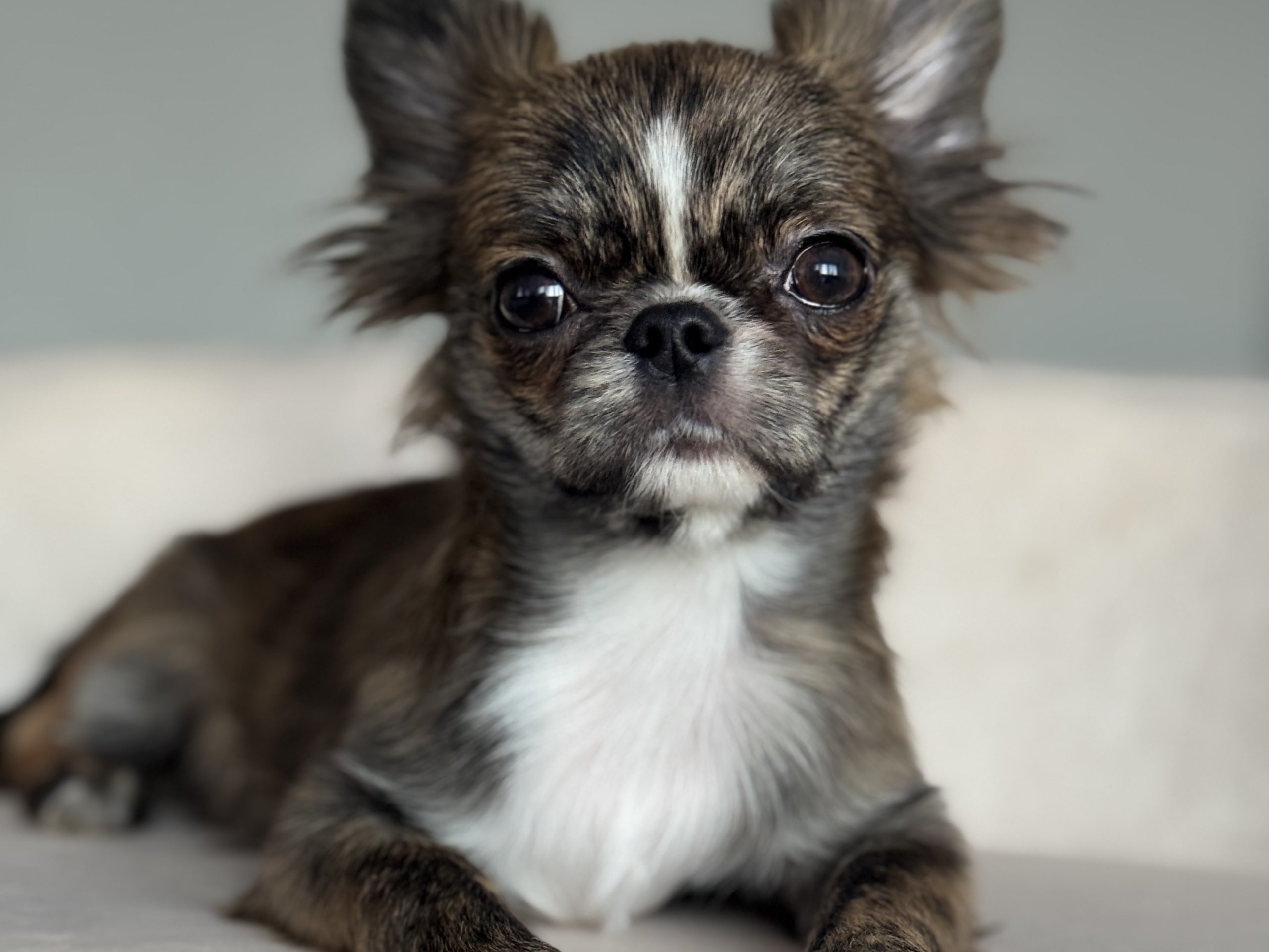 Chihuahua, långhårig · Tyresö · Sweettofie