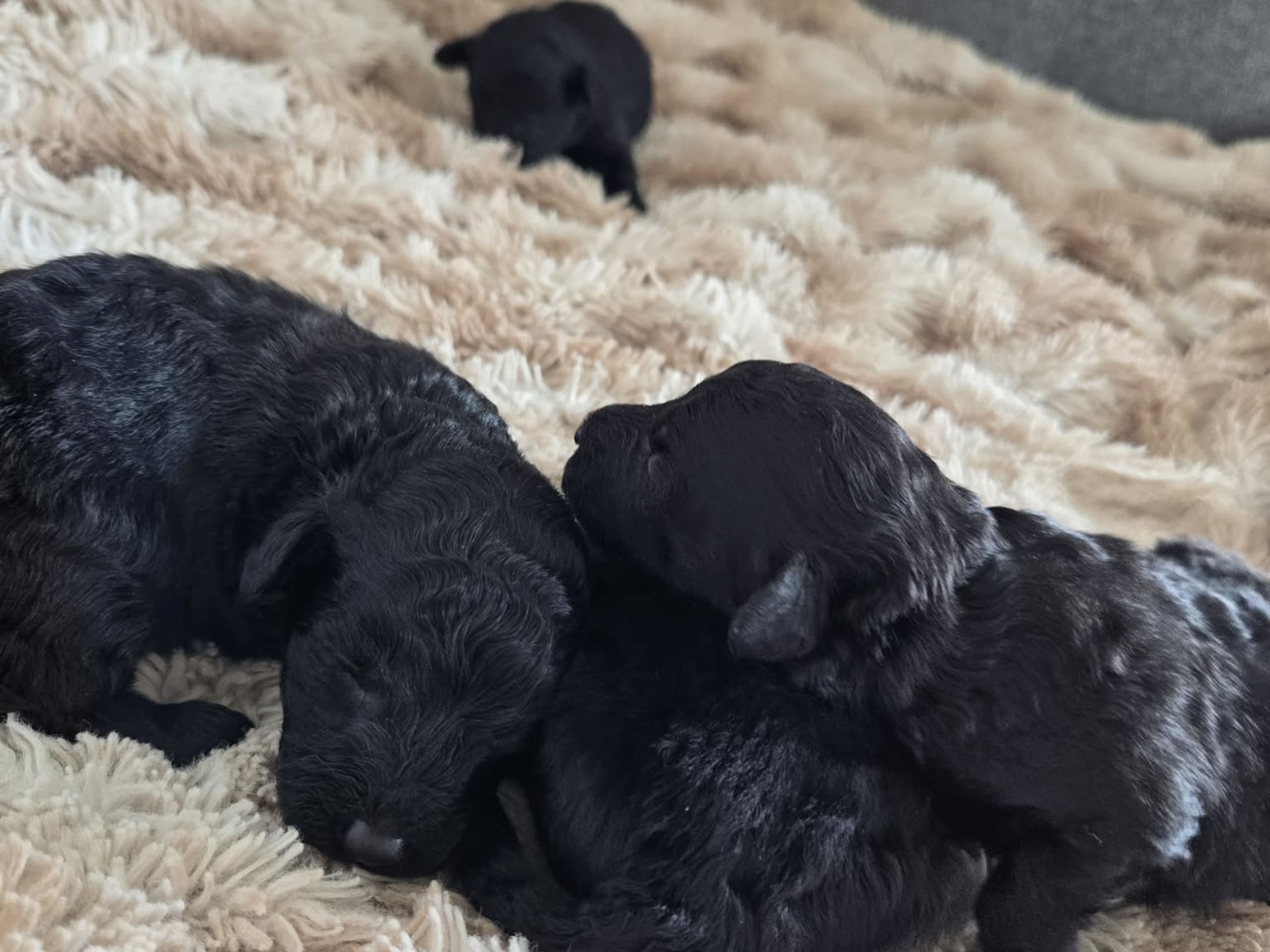 Miniature Poodle · åseda · Mulatorps