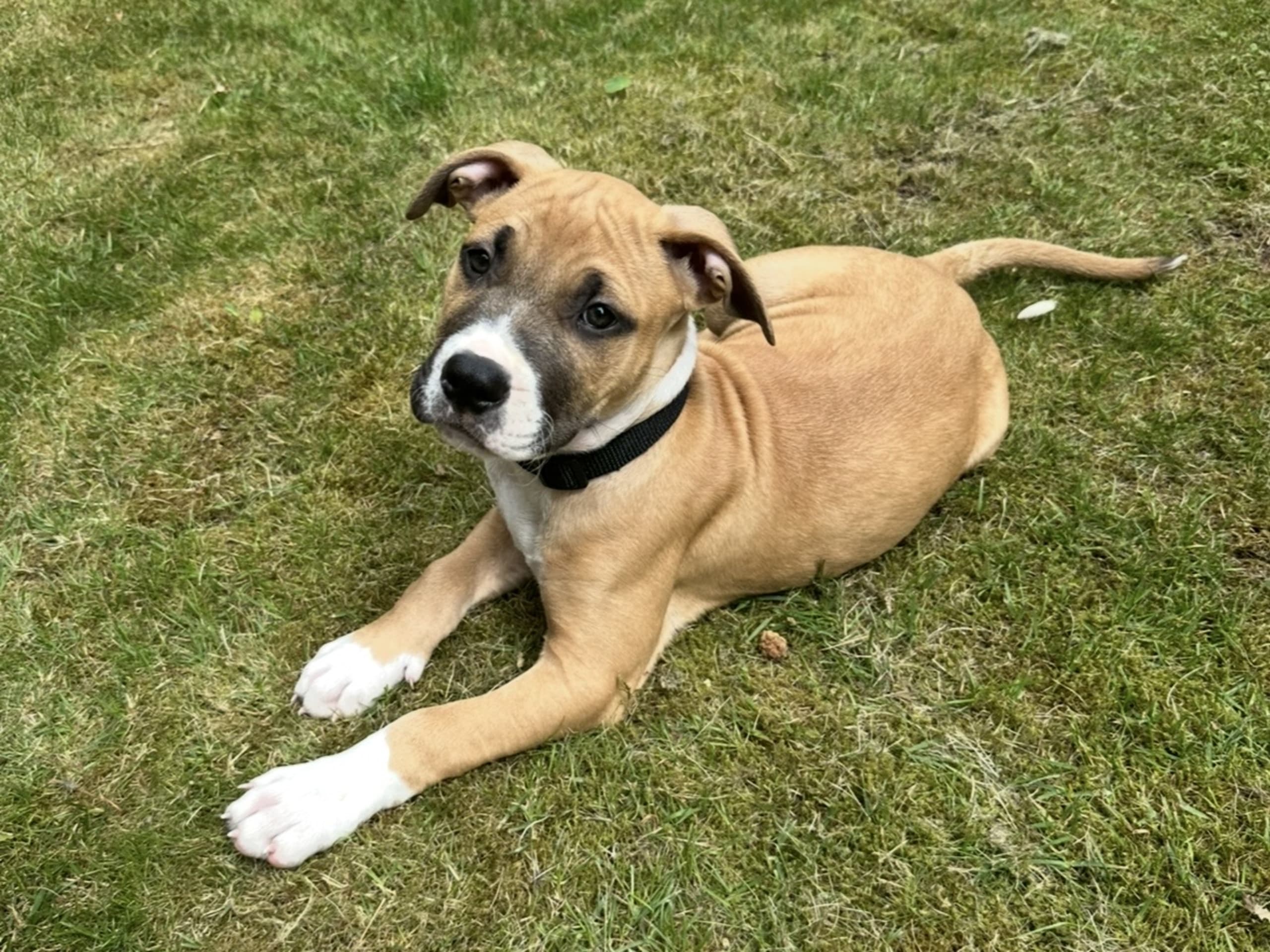 American Bully · Växjö · Nova P.