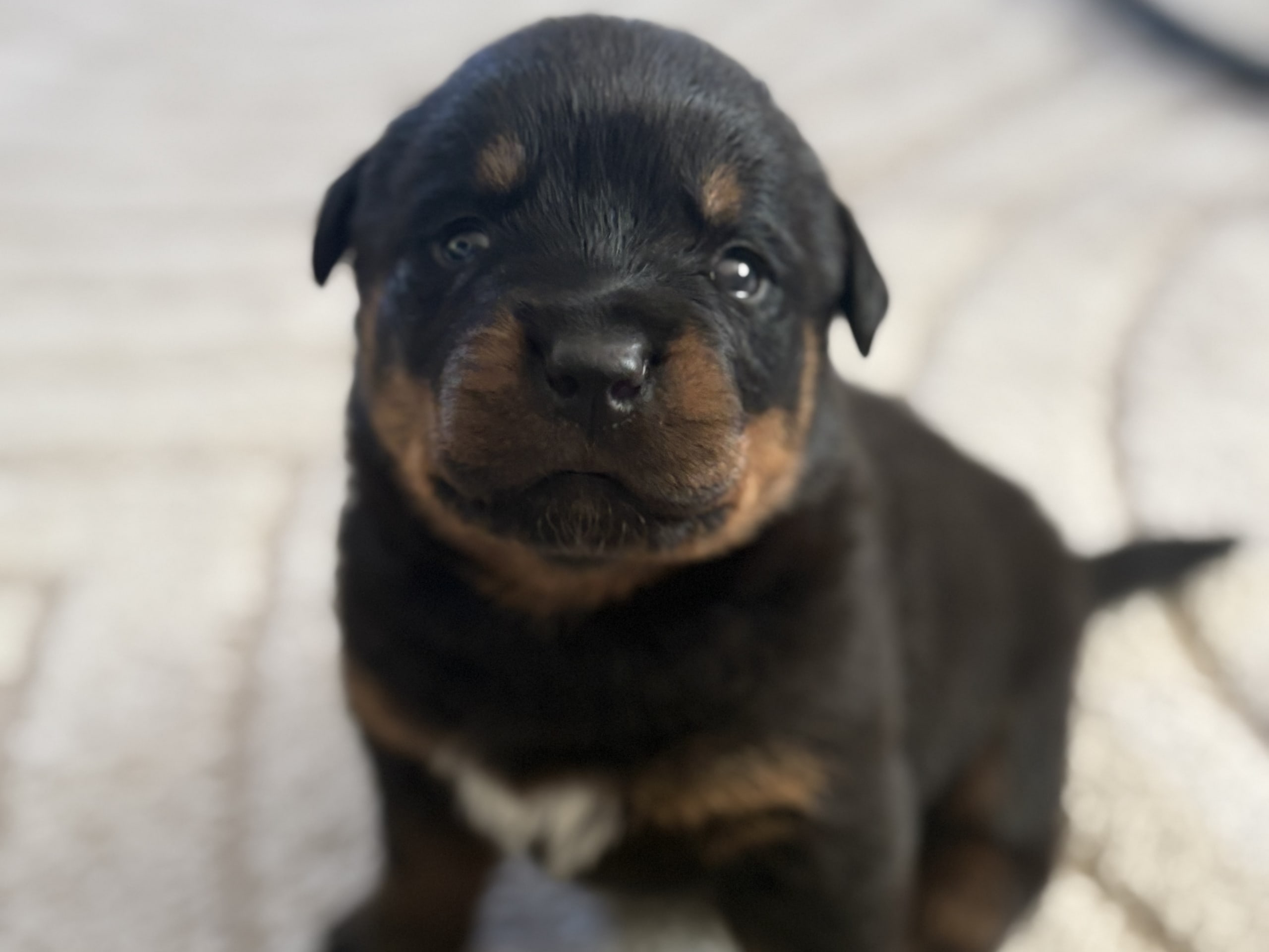 Rottweiler