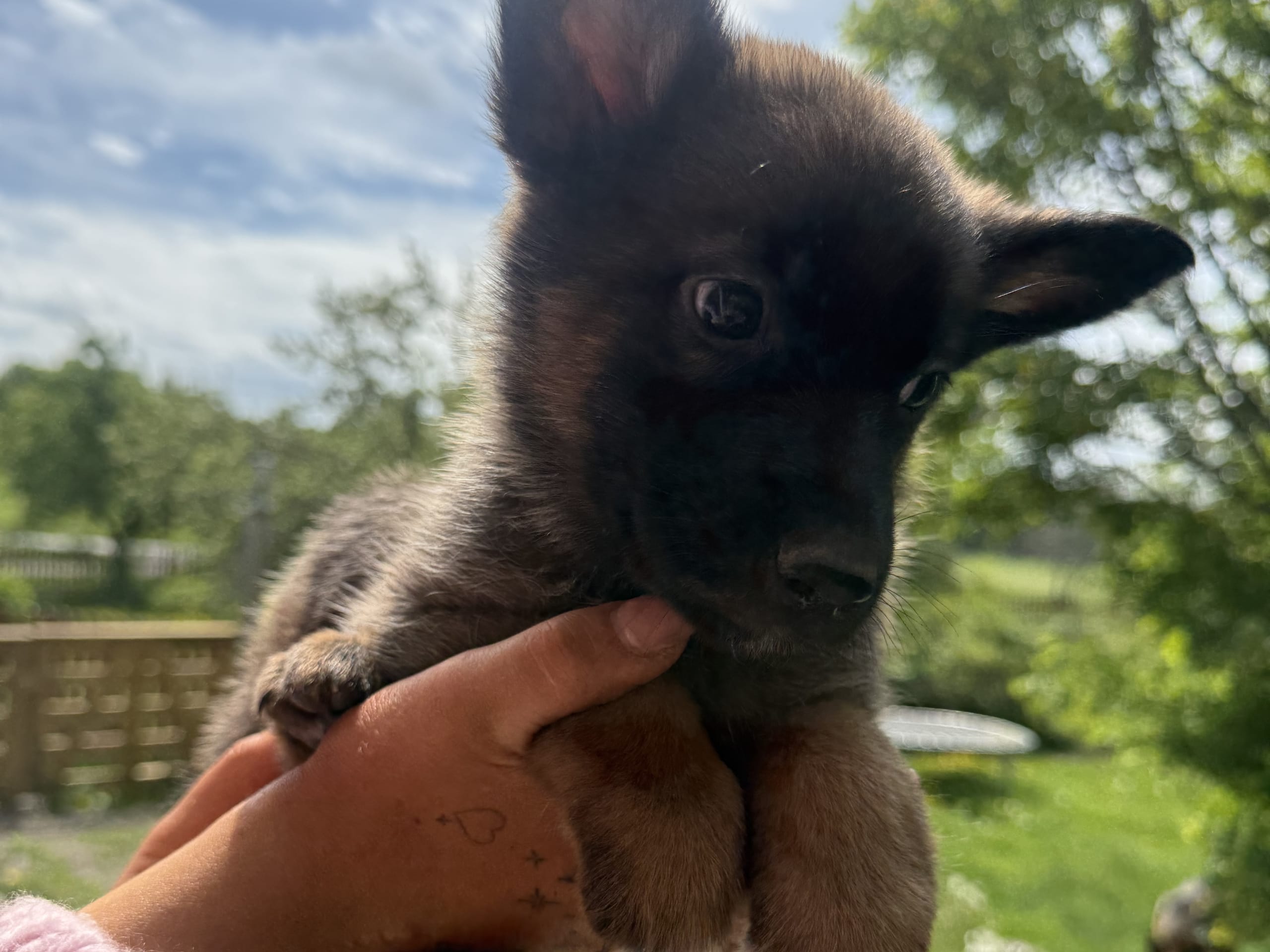 Belgisk fårehund, malinois