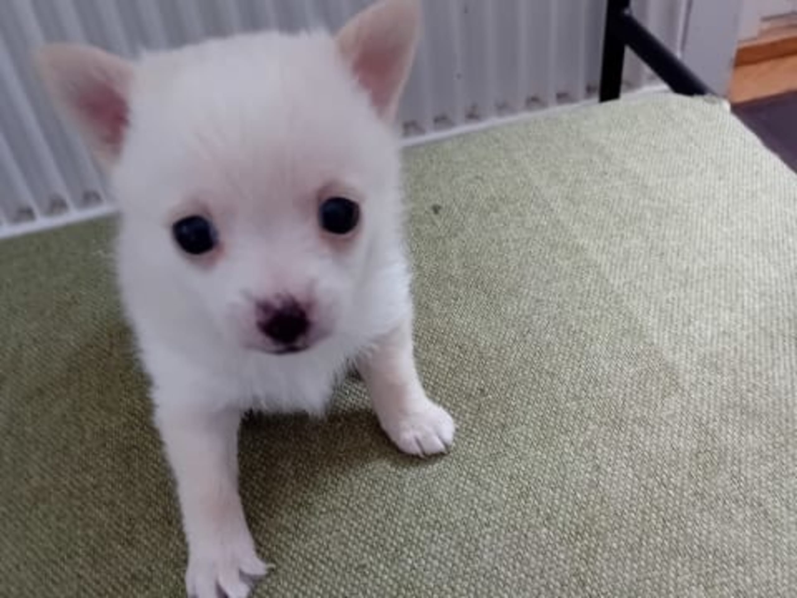 Pomchi · Svenljunga · Sirpa O.