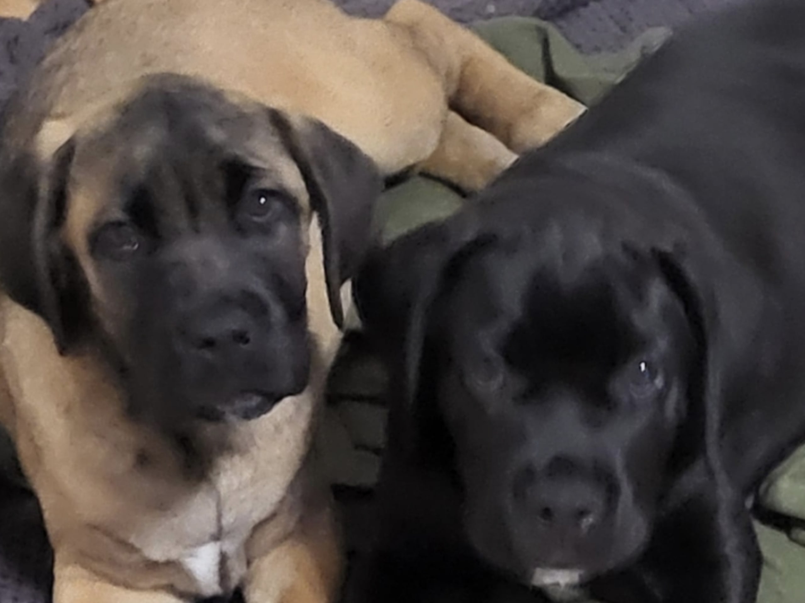 Cane corso