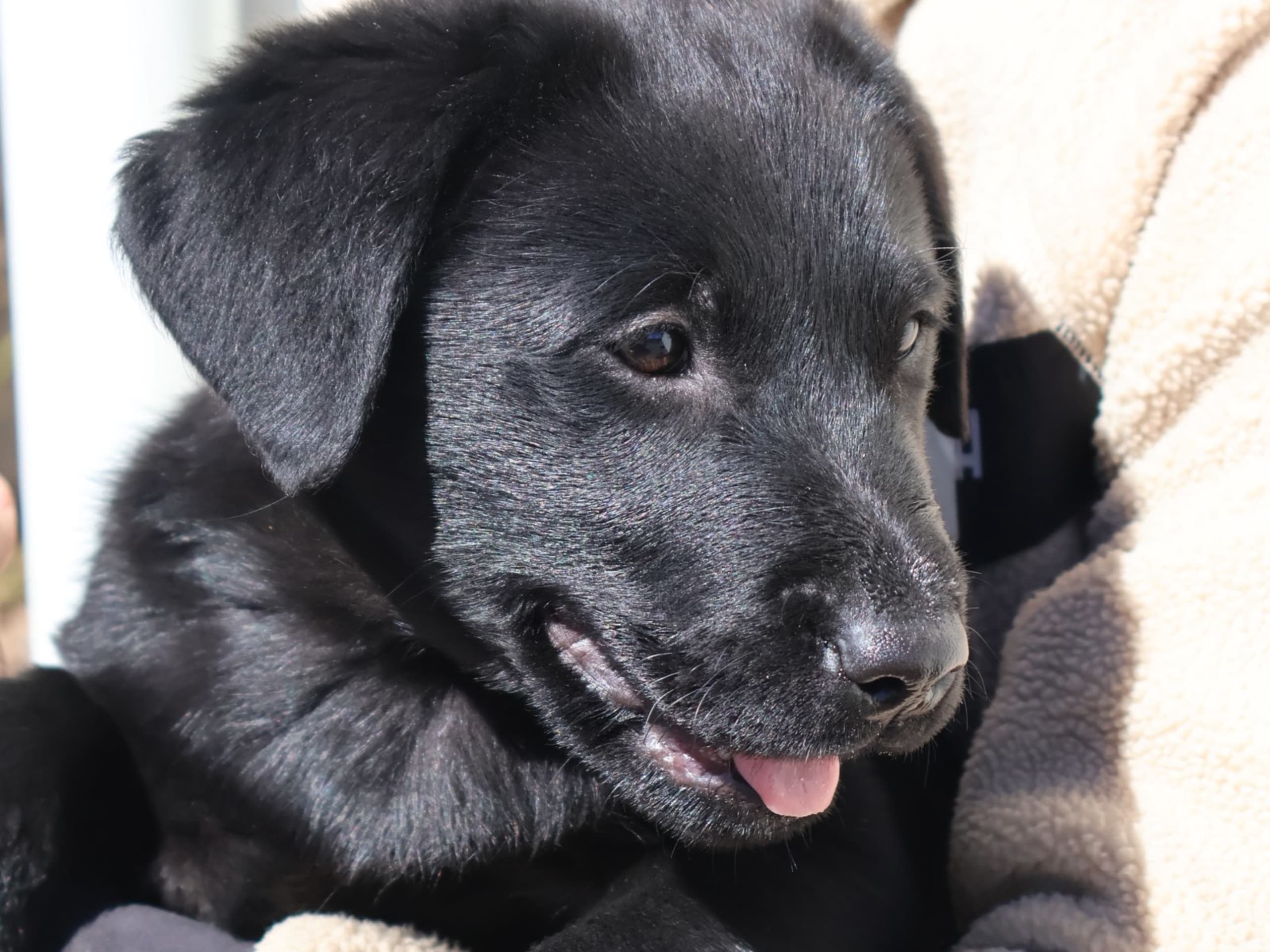 Labrador retriever