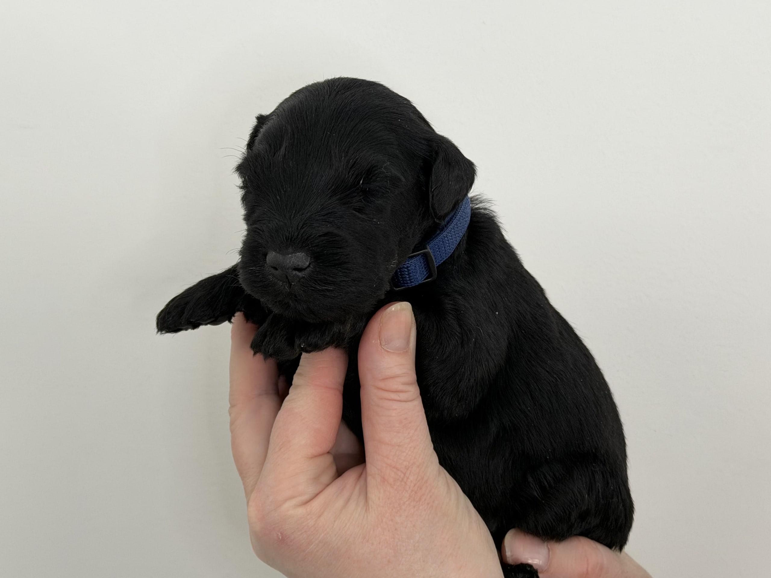 Kerry blue terrier