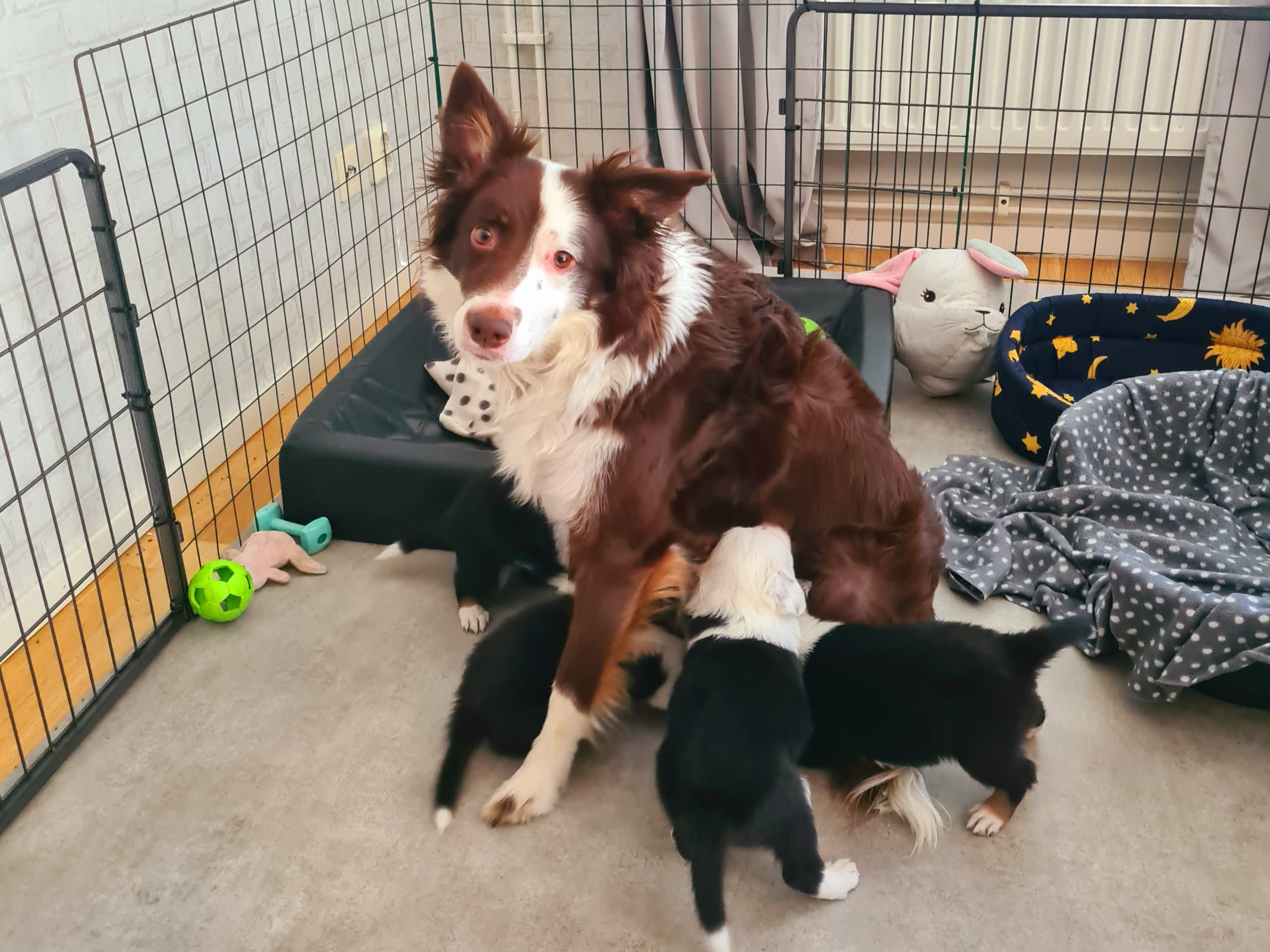 Border collie