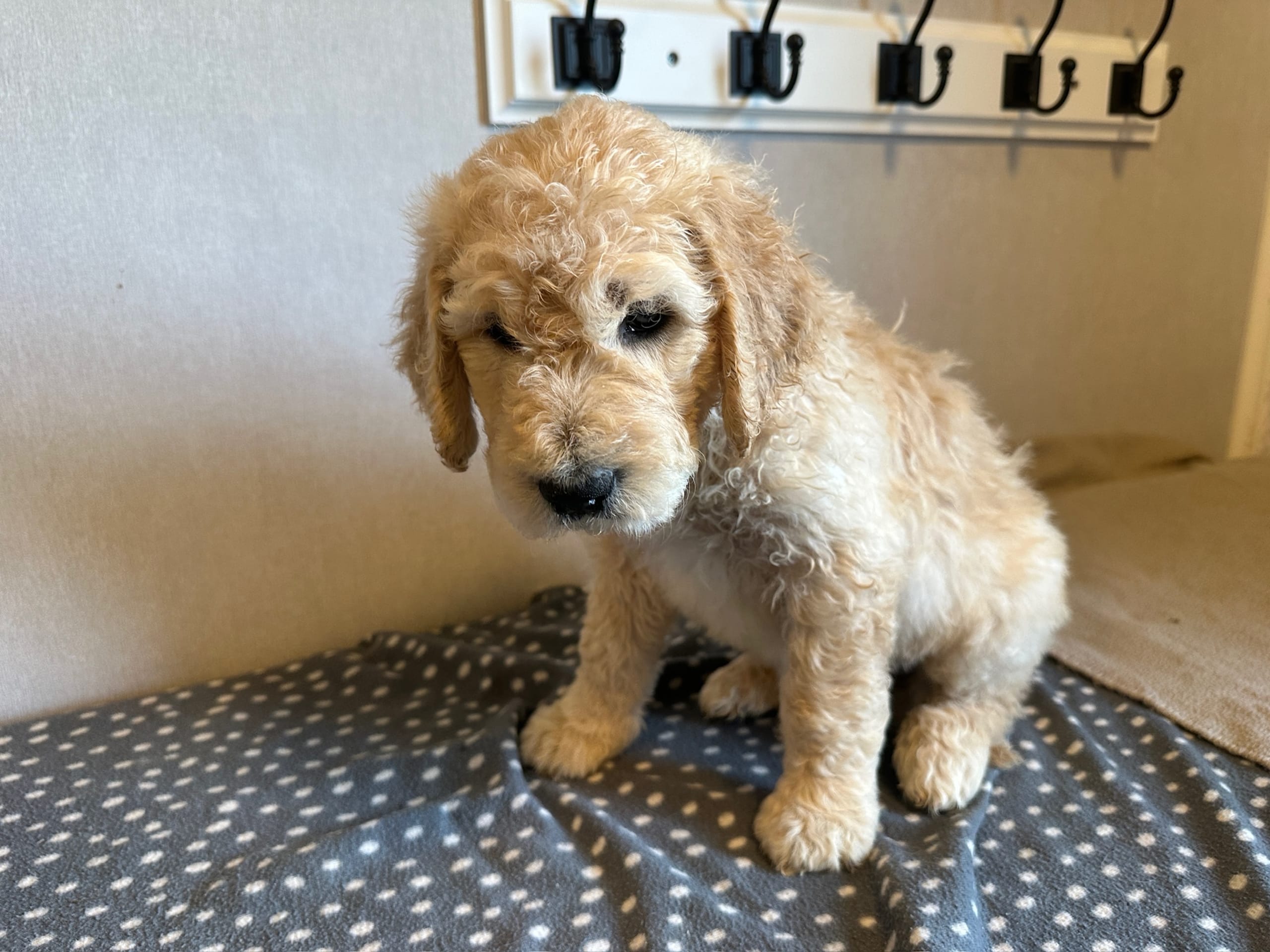 Goldendoodle