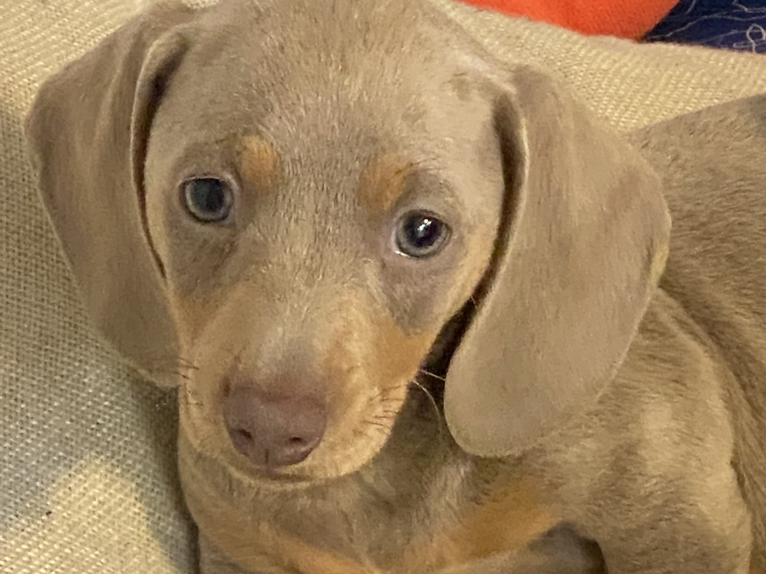 Dachshund