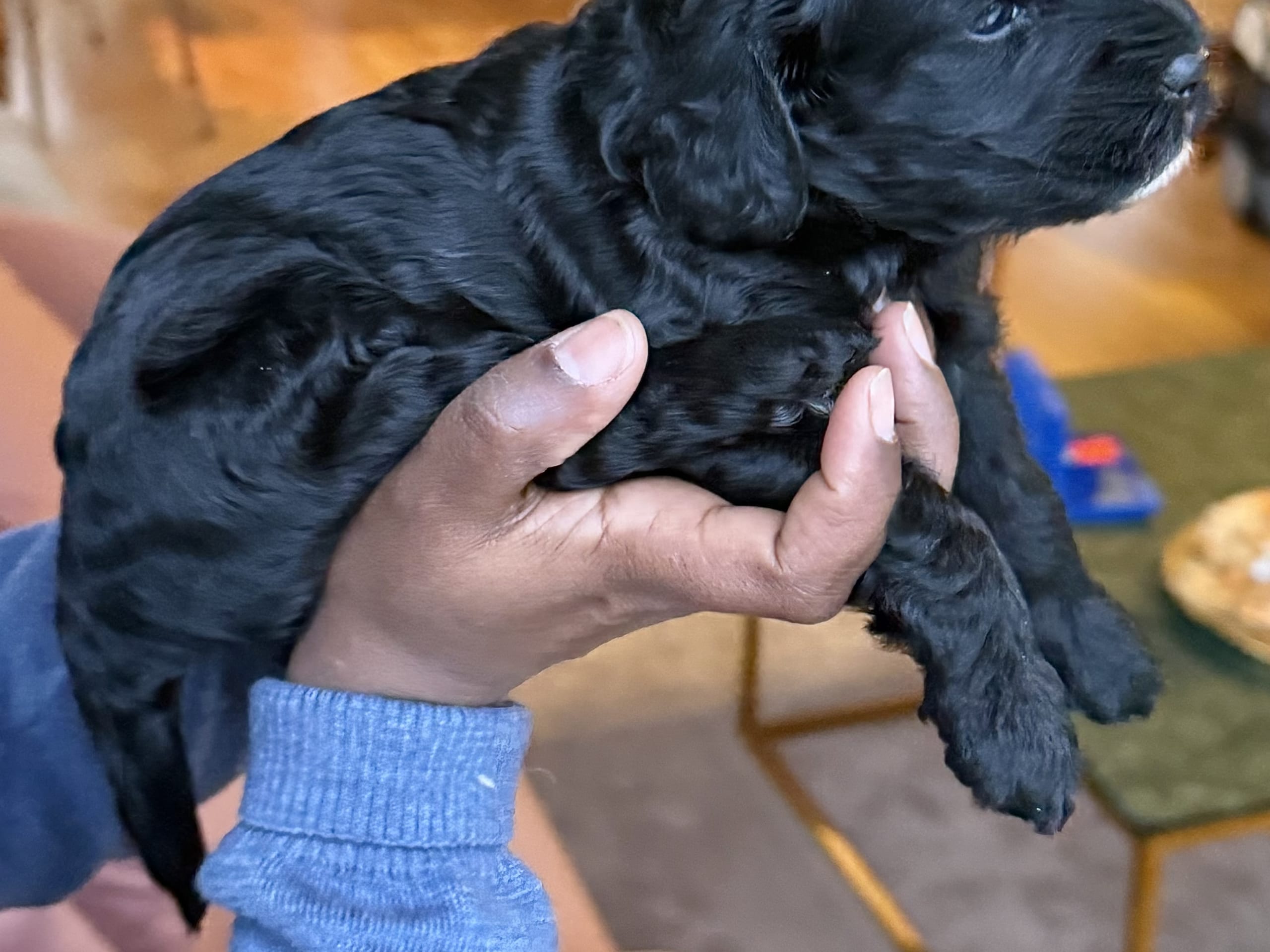 Cavapoo
