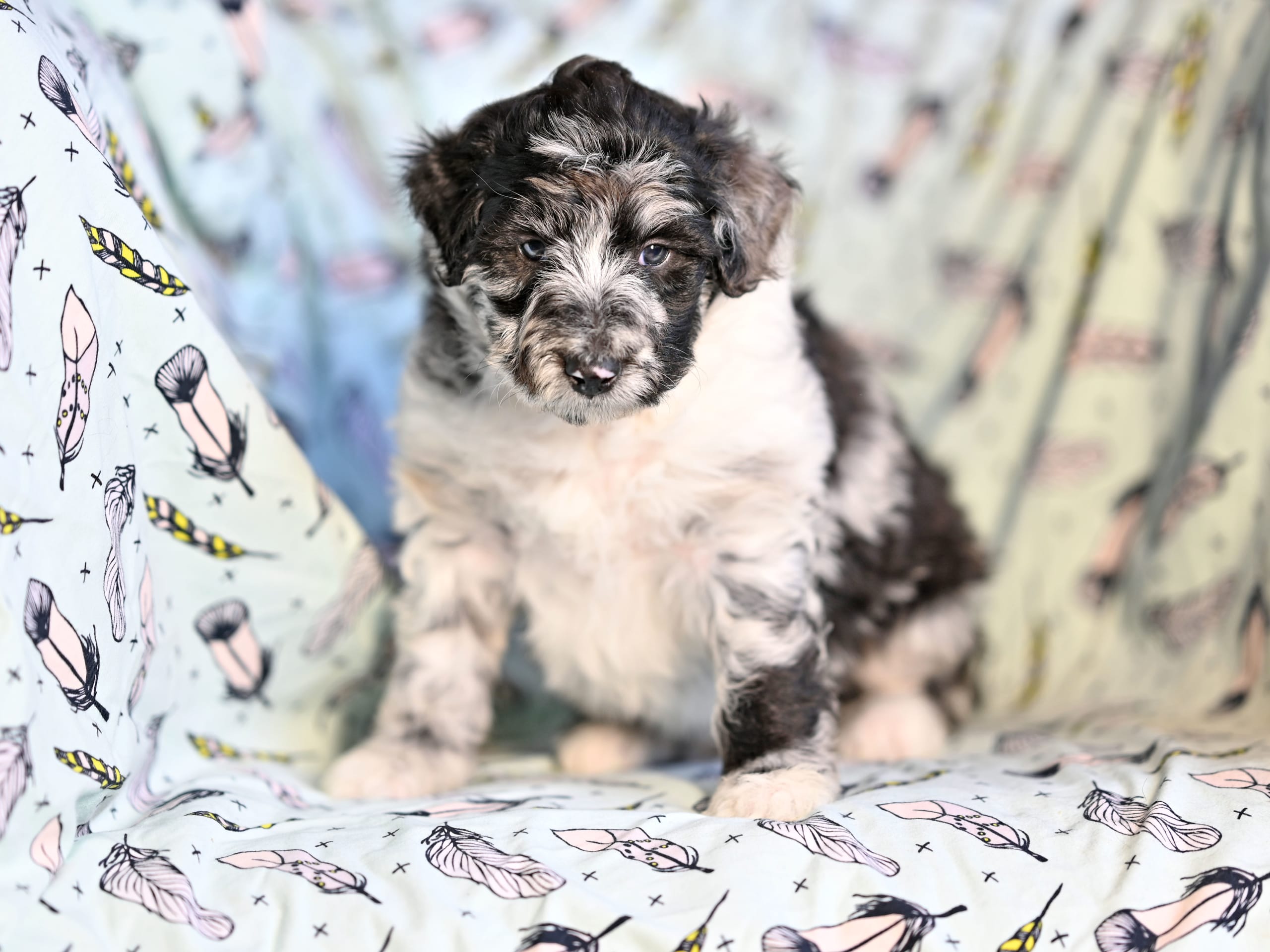 Mini Doodle valpar - Lolliedoodle - Långhårig collie / Mellan pudel · Gårdsjö · Devzdoodle