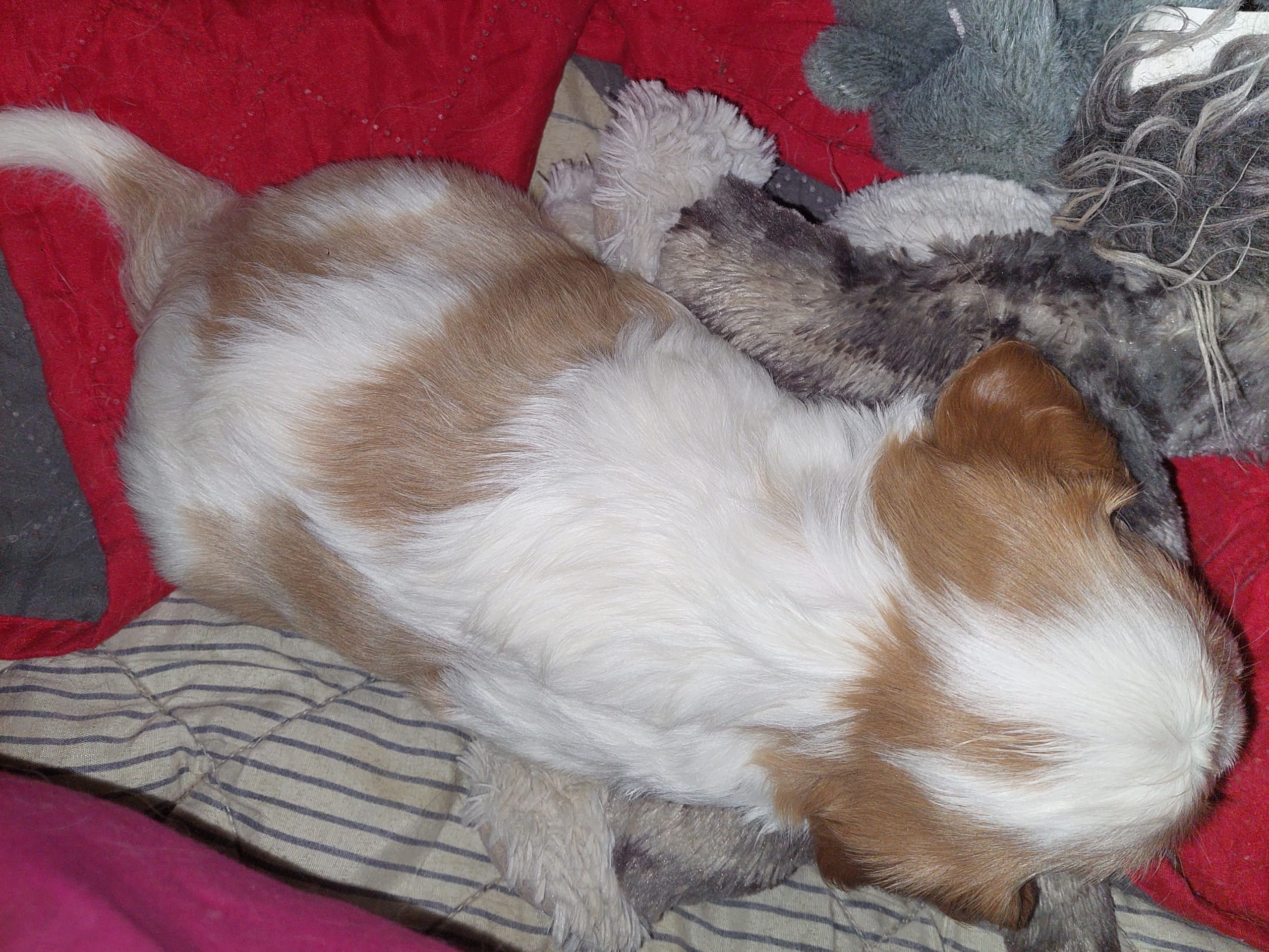 Cavalier king charles spaniel