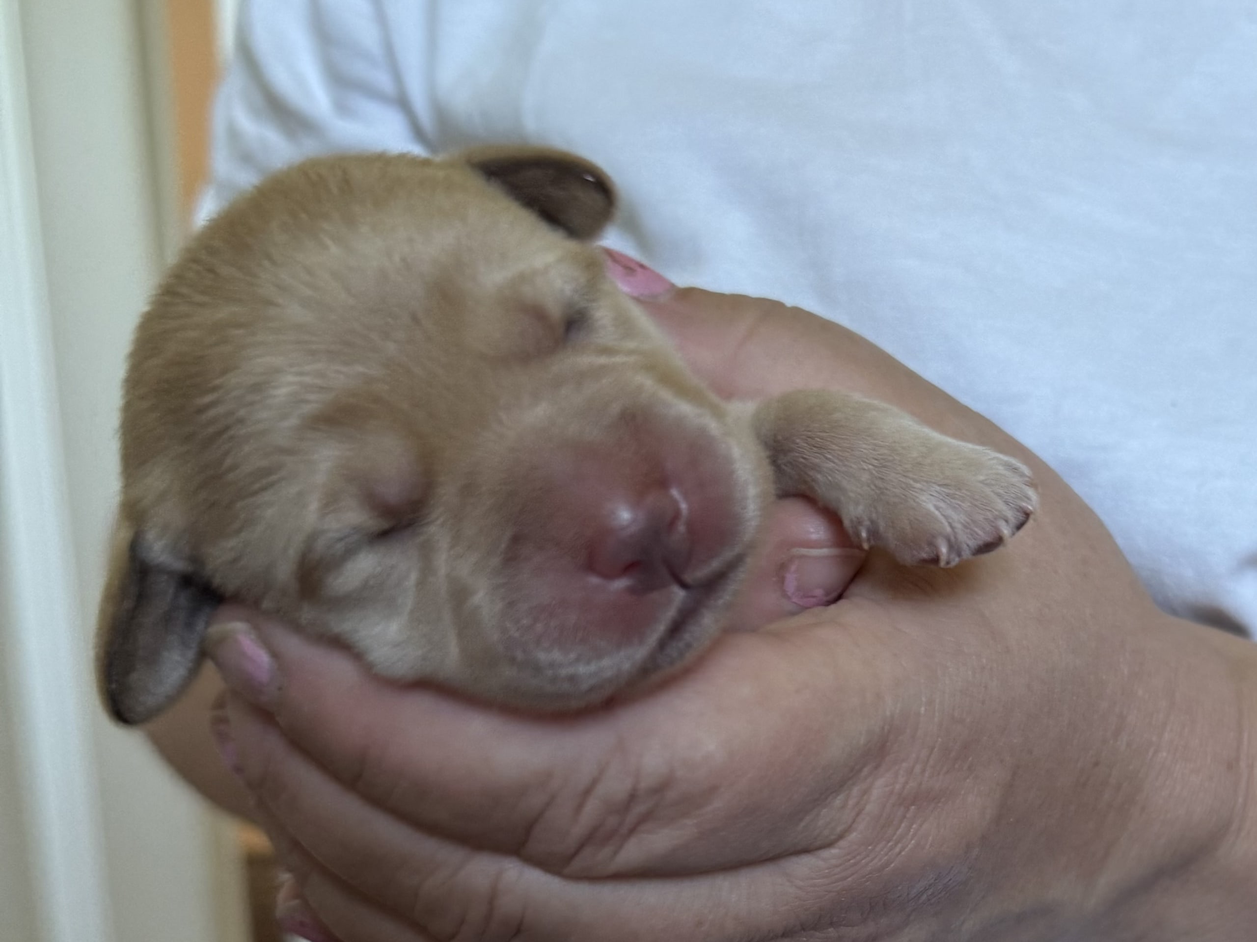 Labrador Retriever