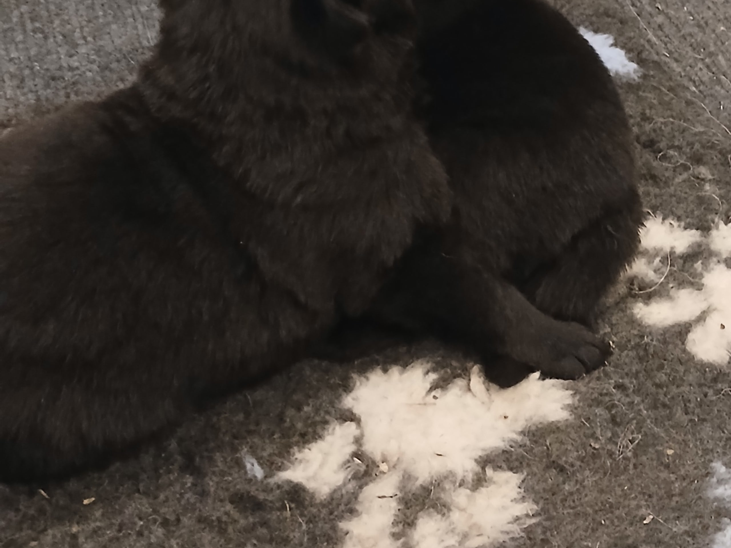 Tysk Schäferhund · Listerby · Kennel Snibor Anzi
