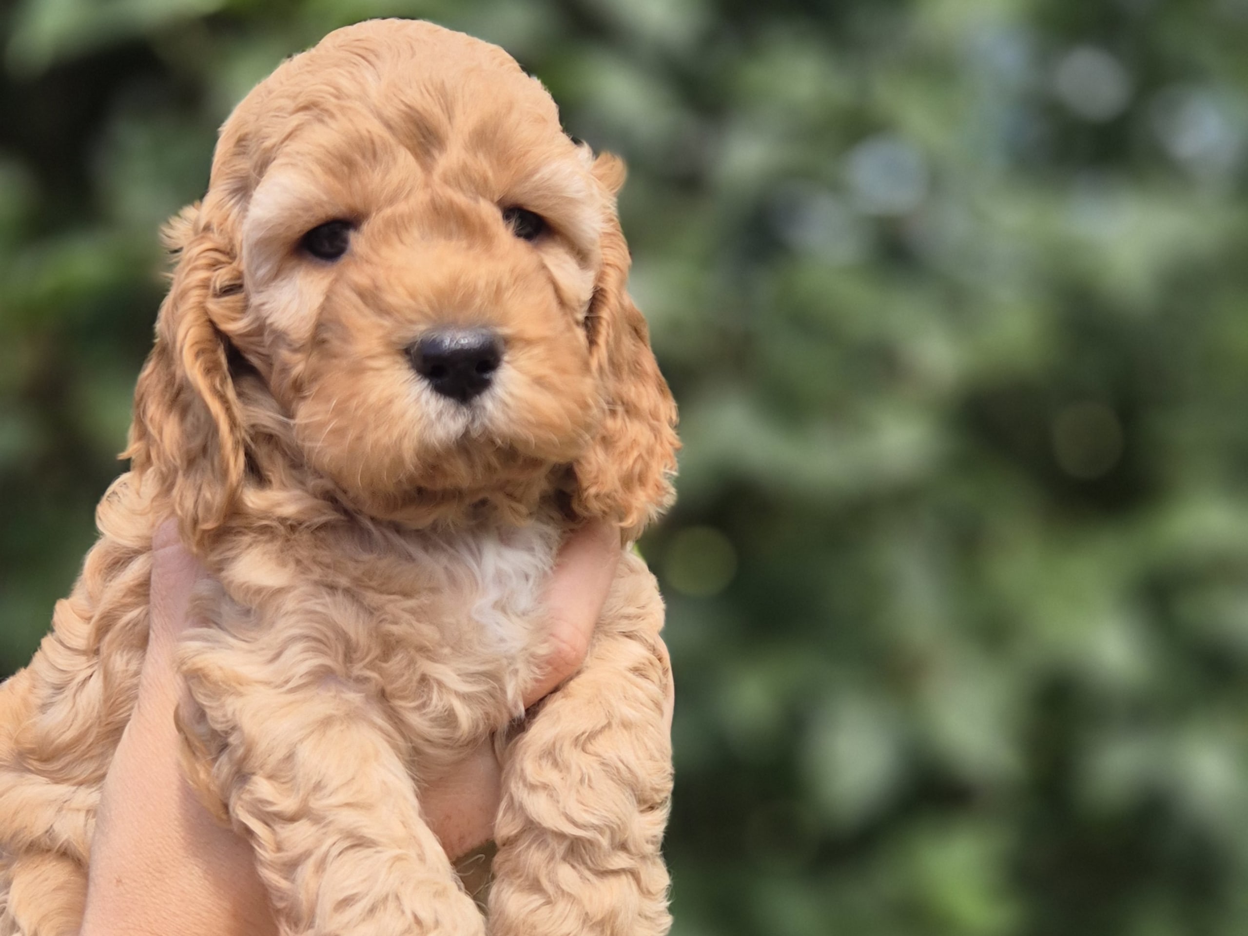 Cockerpoo · Vaggeryd · Sjökantens Cockerpoo