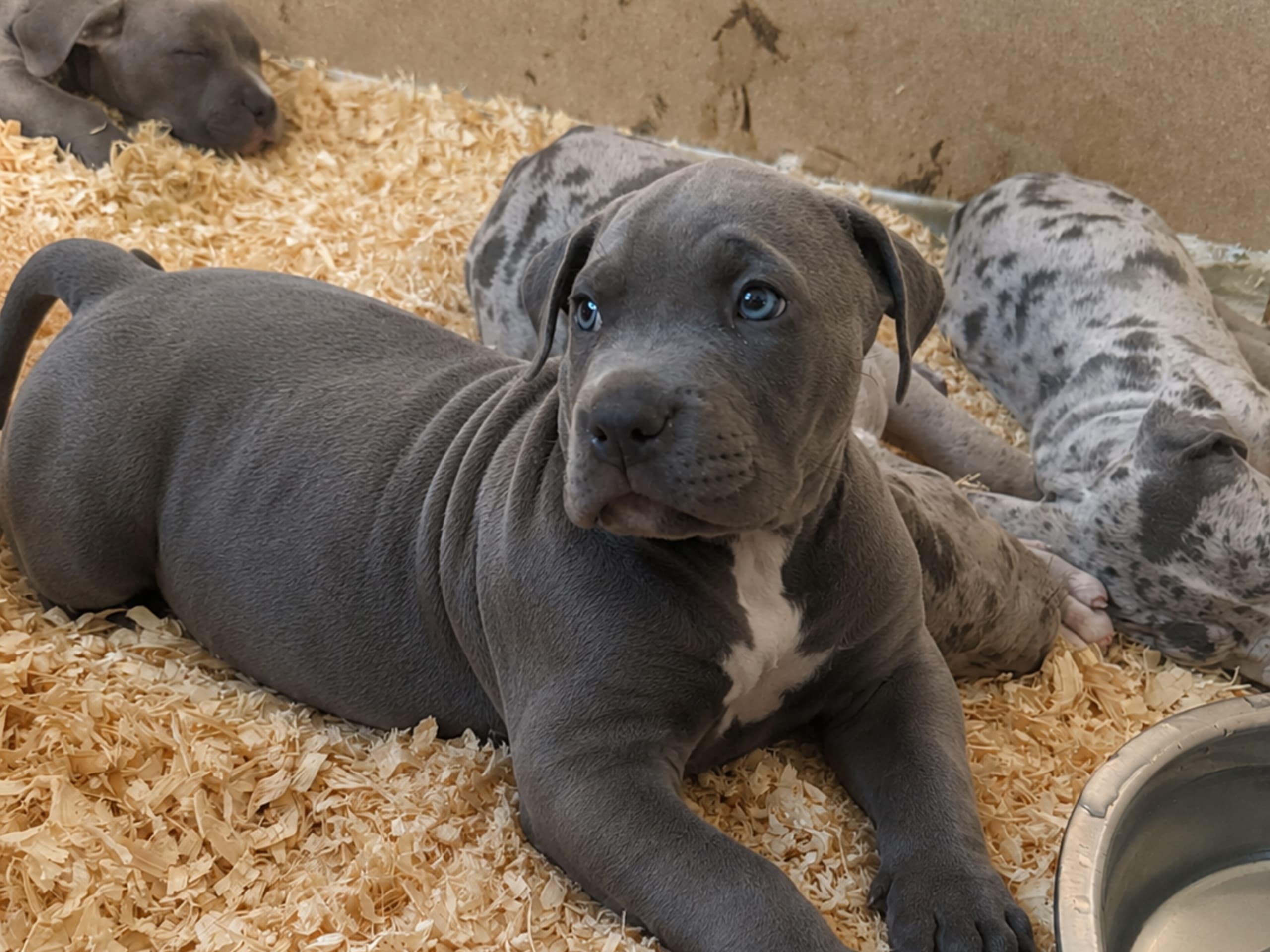 American Bully · Oxie · Rodrigo M.