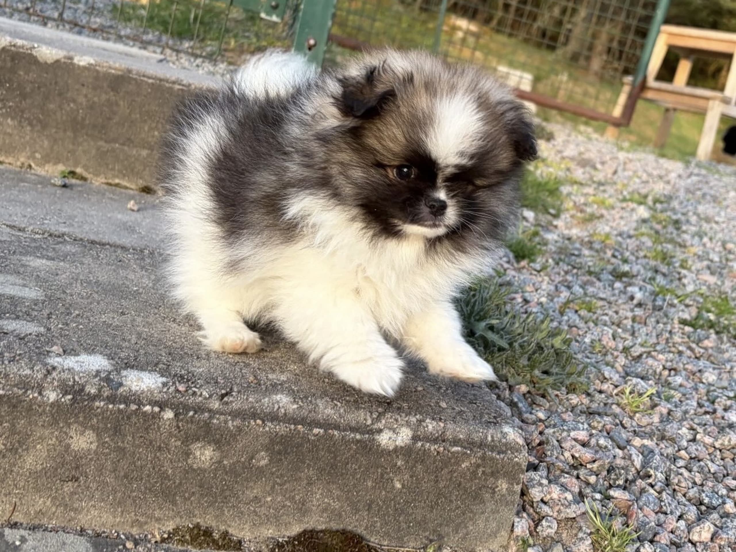 Pomeranian · Södertälje · Marleen S.