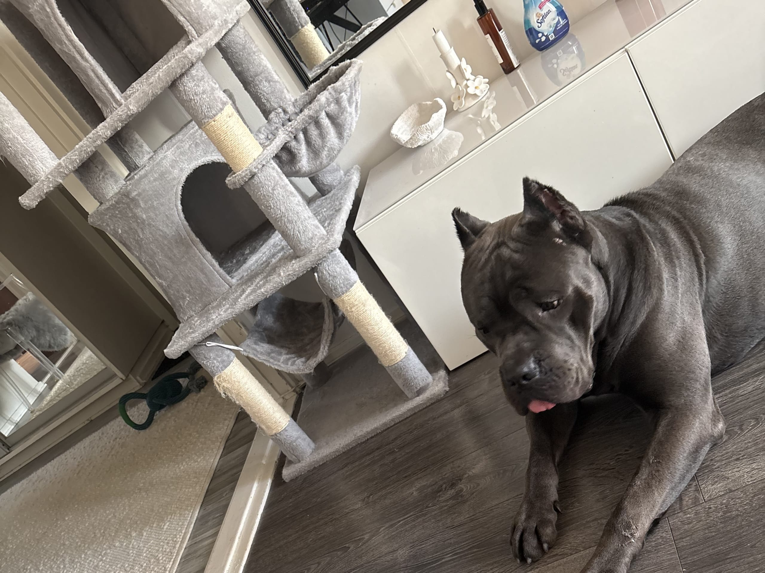 Cane corso
