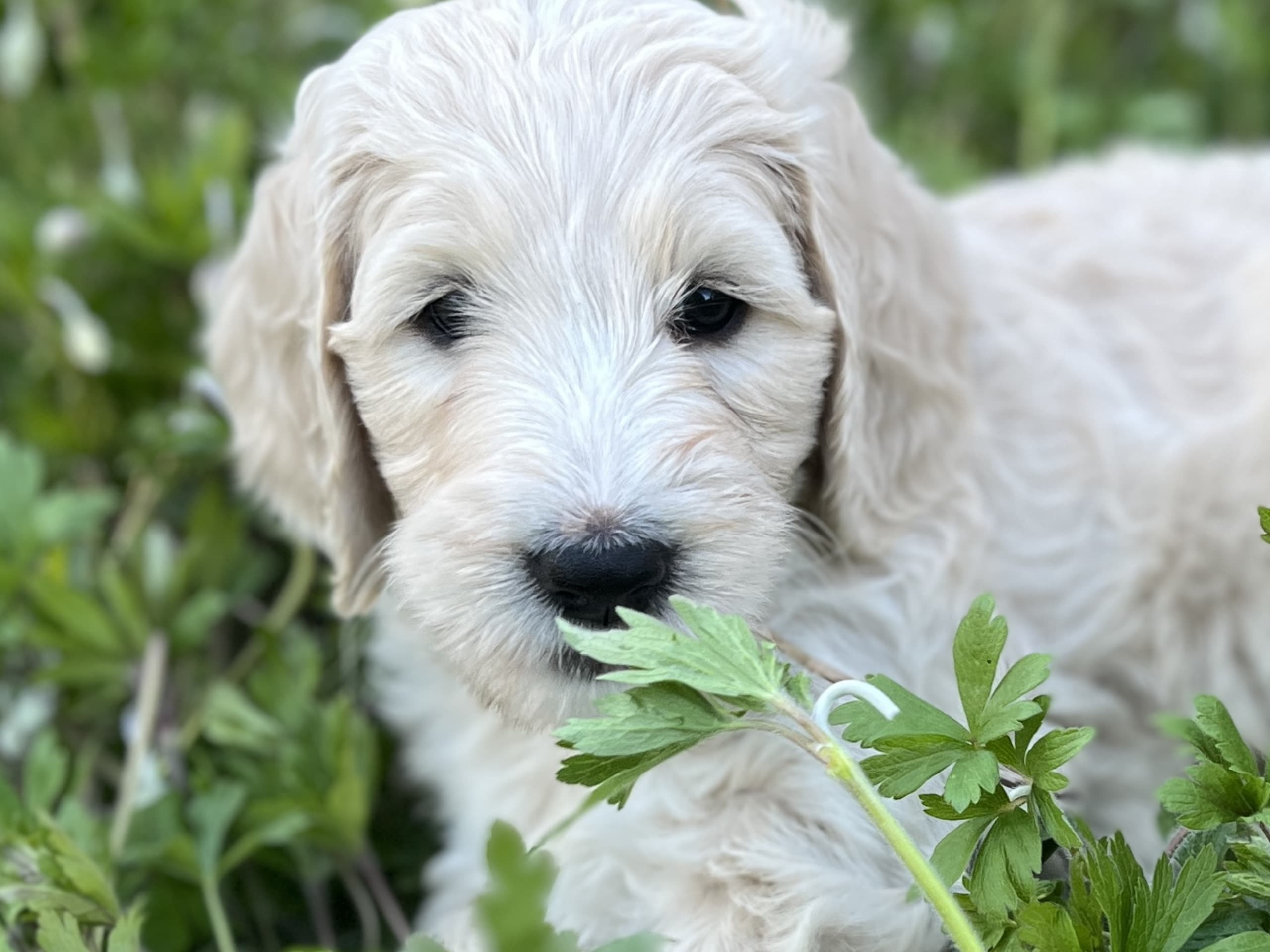 Labradoodle