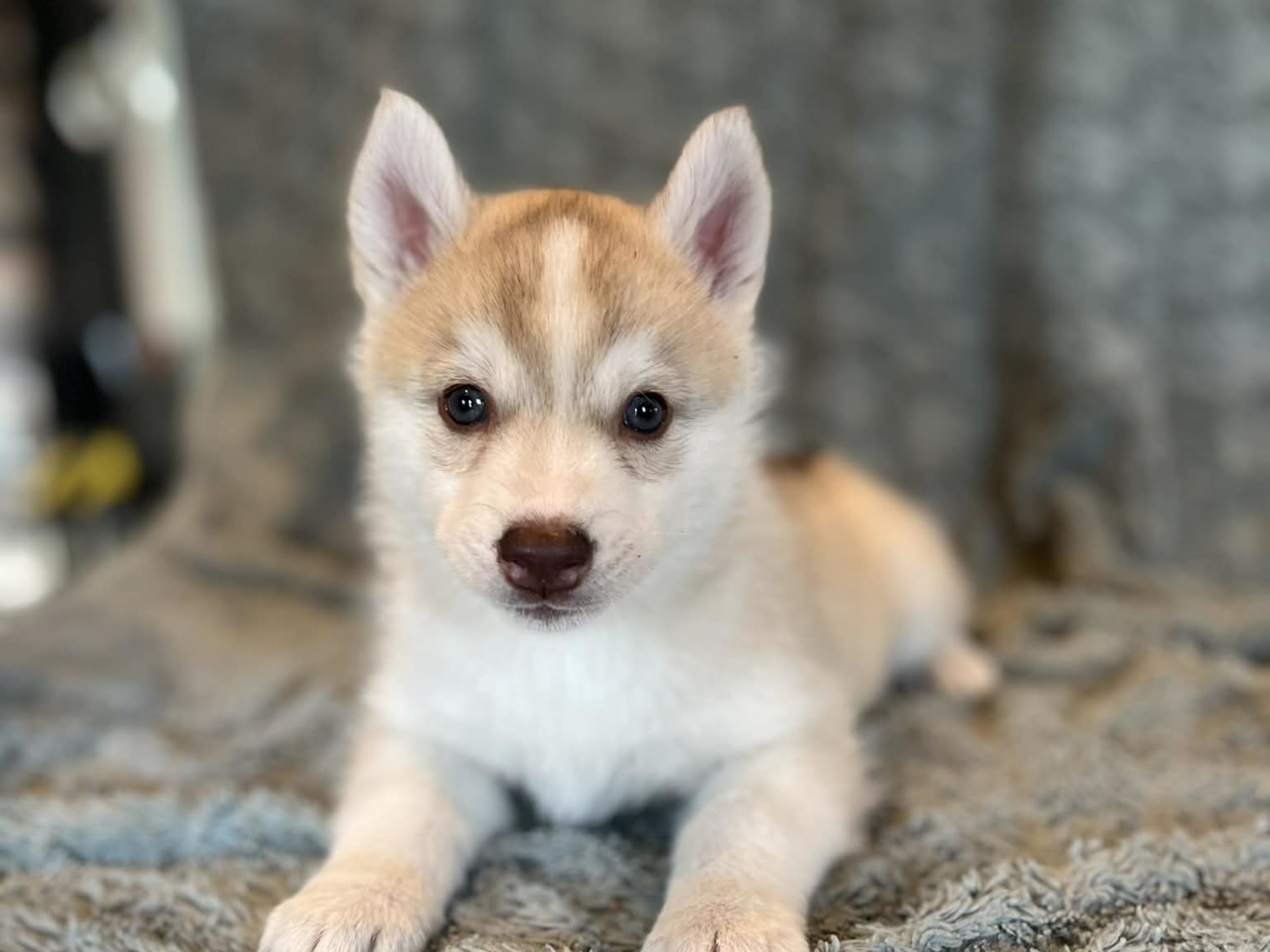 Siberian husky