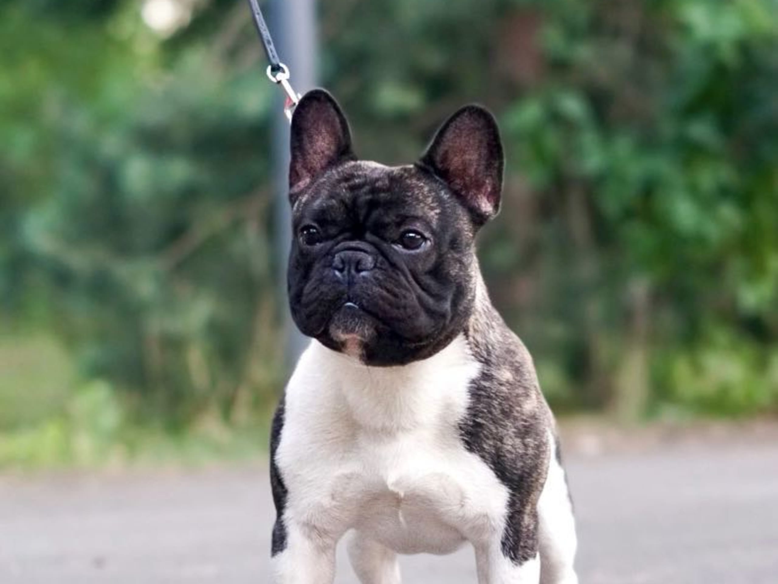 Fransk bulldogg