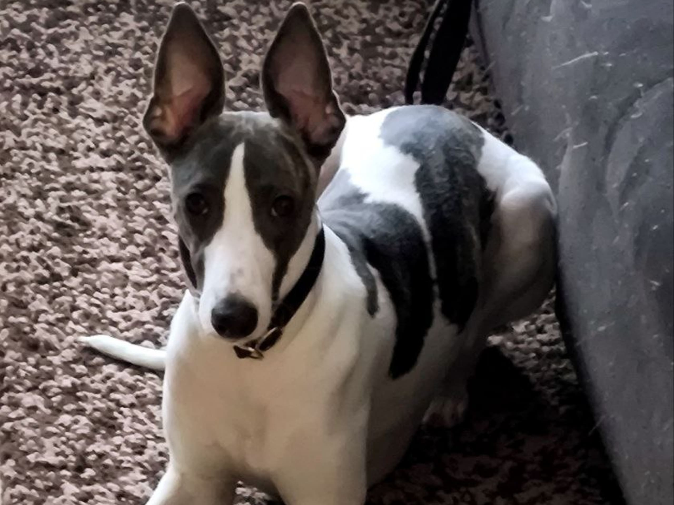 Whippet