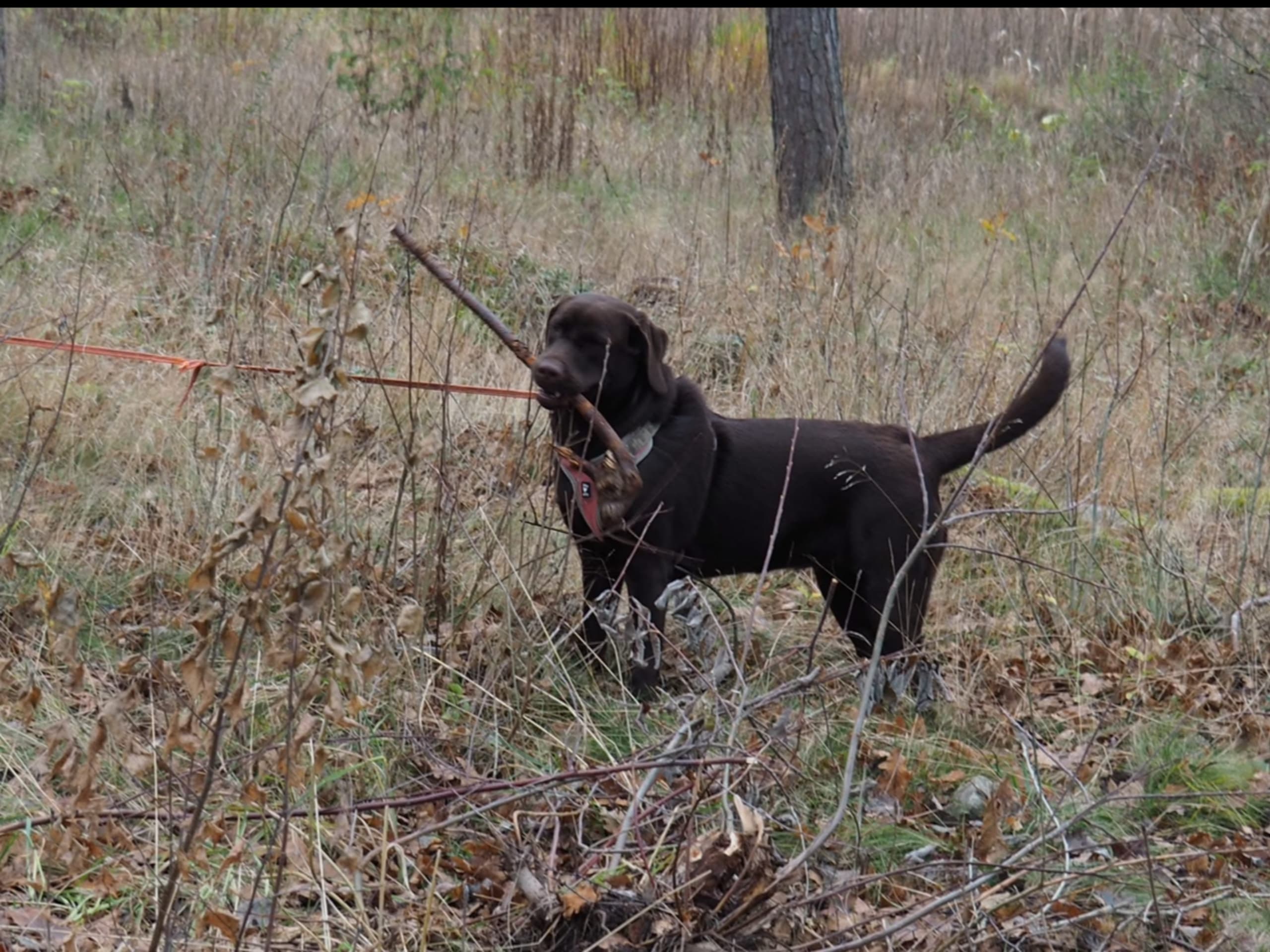 Labrador Retriever · Mariestad · Värmdö kennel