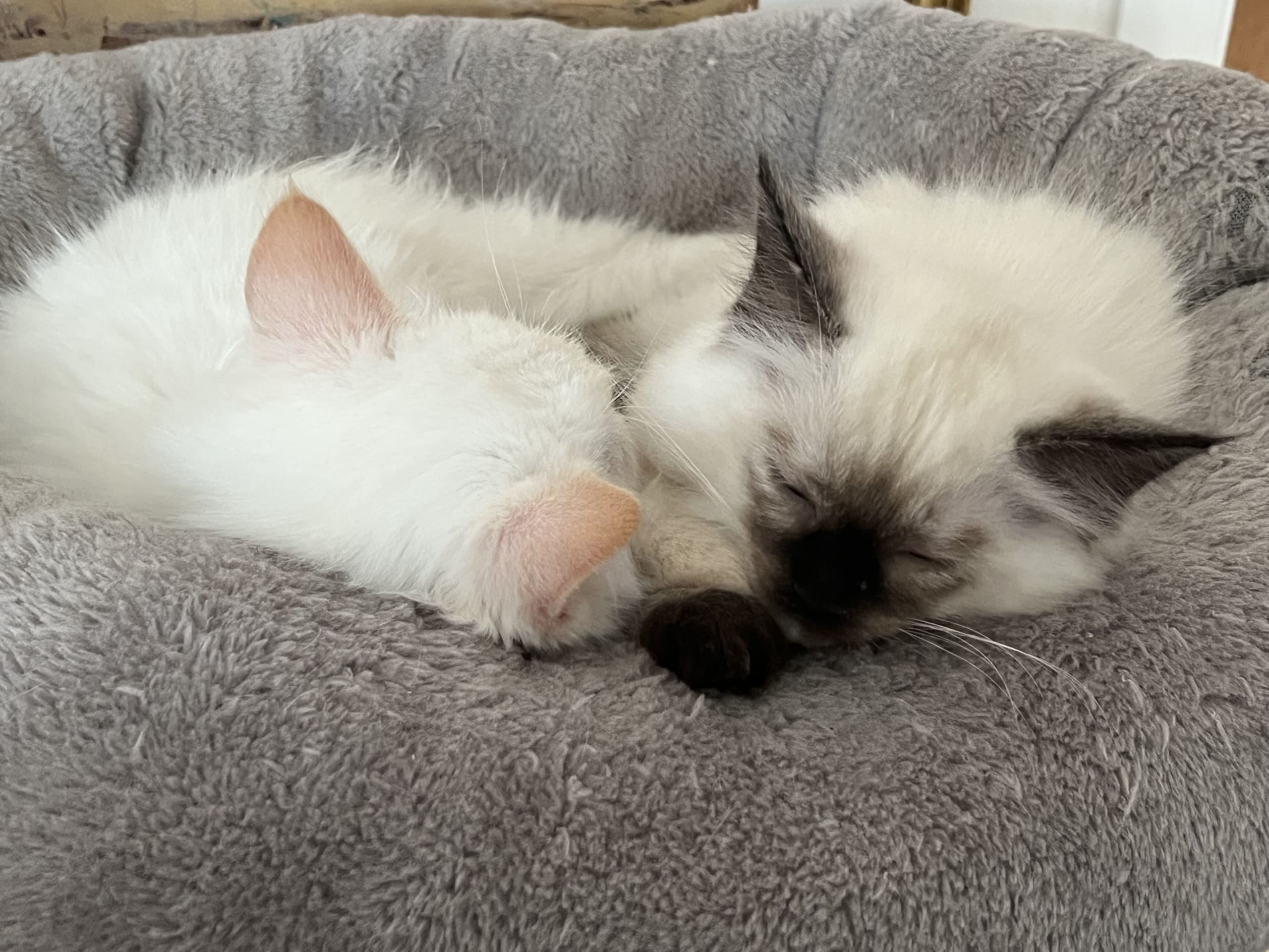Ragdoll · Hässleholm · Jeanette S.