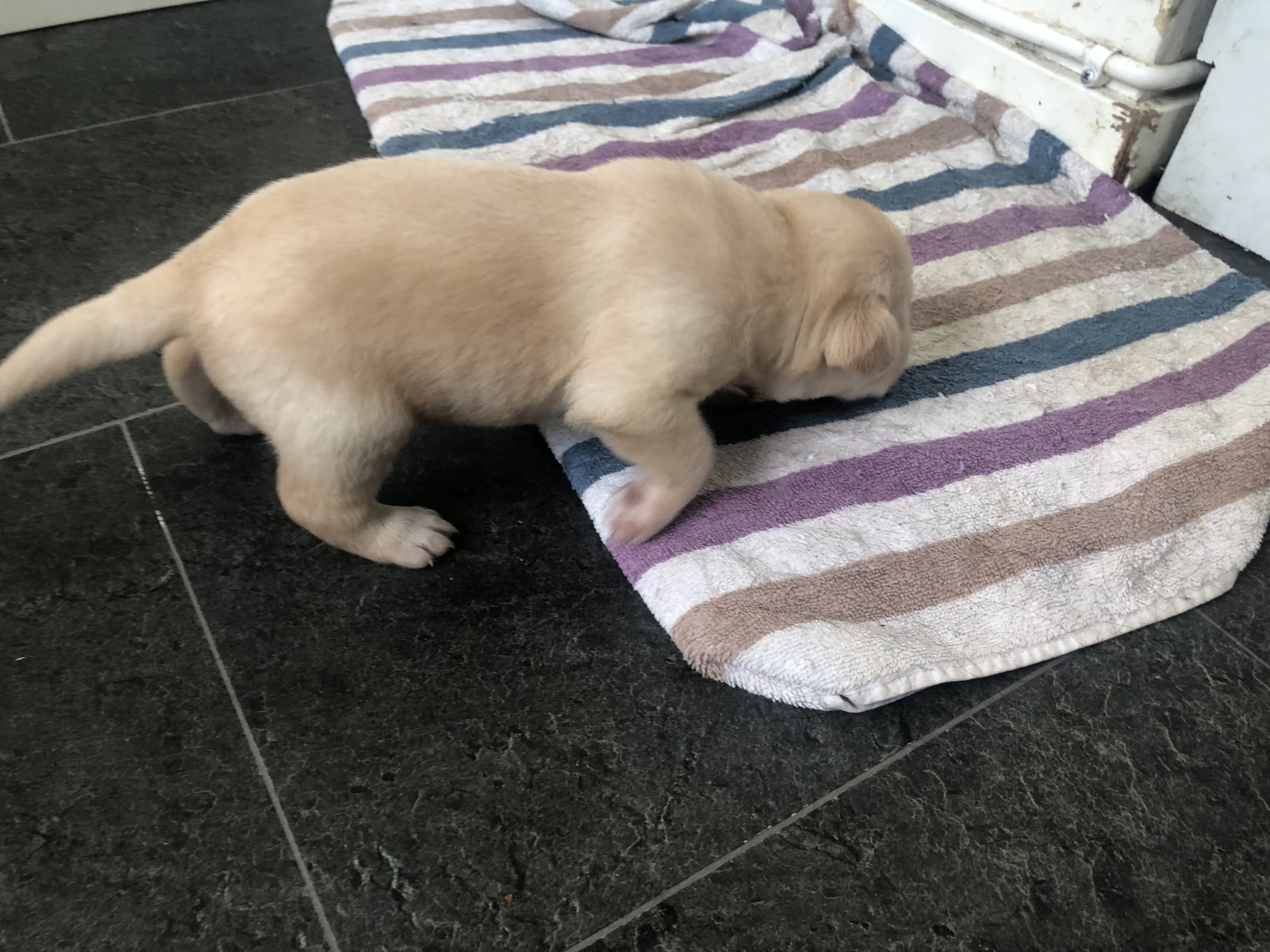 Labrador retriever